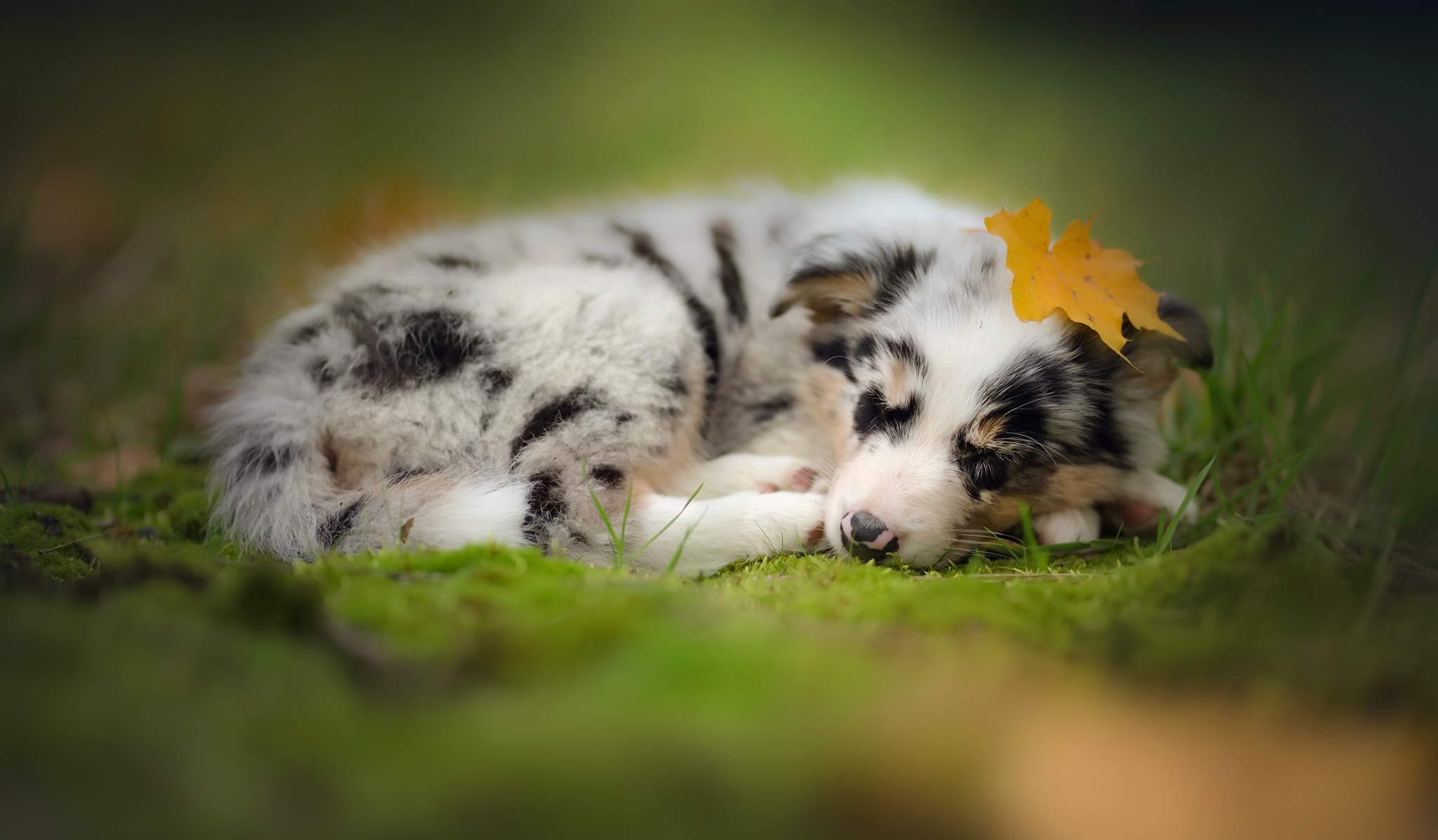 PCデスクトップに動物, 犬, 子犬, 睡眠, ボーダーコリー, 赤ちゃん動物画像を無料でダウンロード