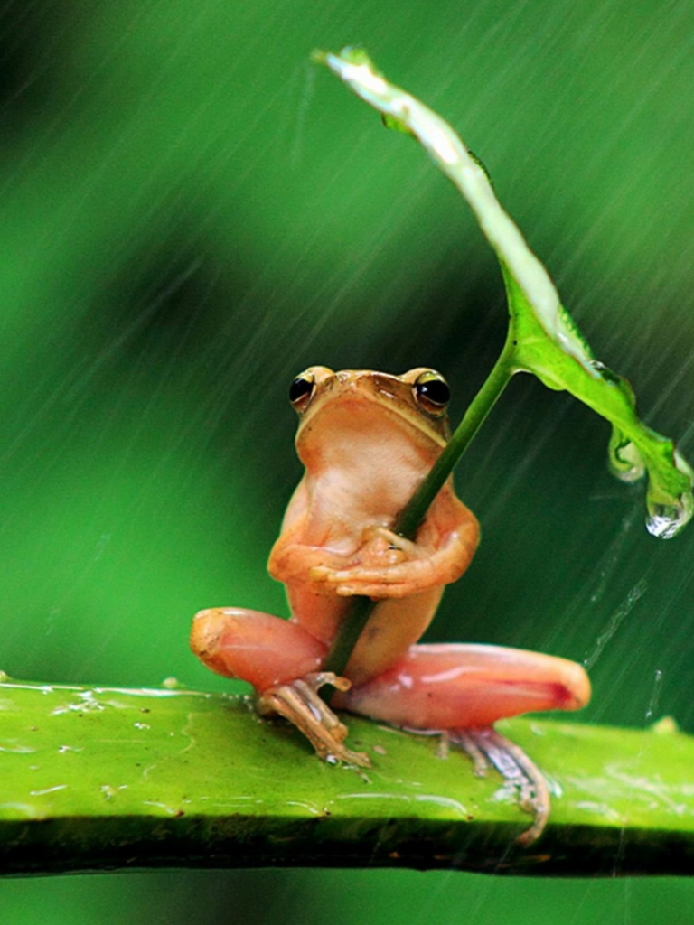 Download mobile wallpaper Frogs, Animal, Tree Frog for free.