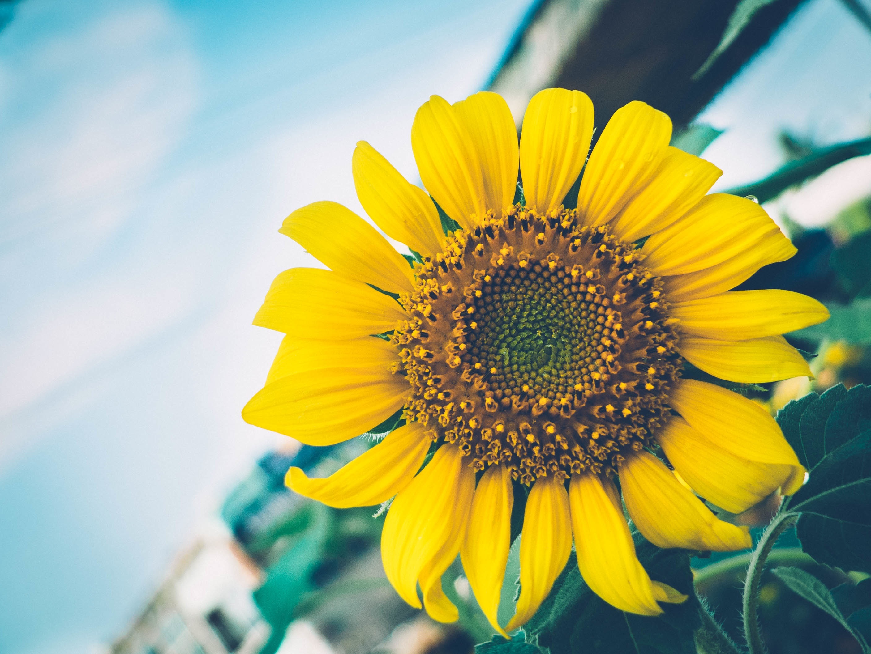 sunflower, flowers, flower, petals High Definition image