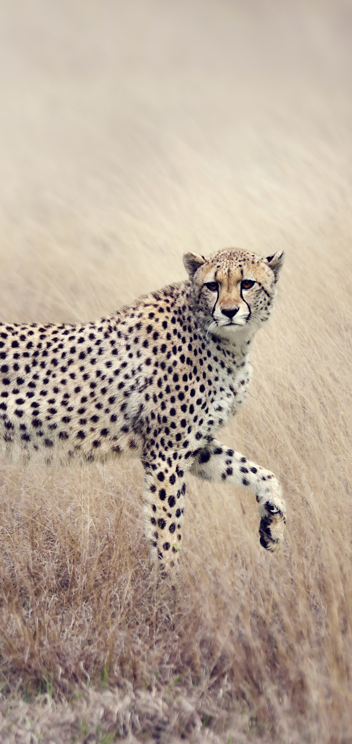 Handy-Wallpaper Tiere, Katzen, Gepard kostenlos herunterladen.