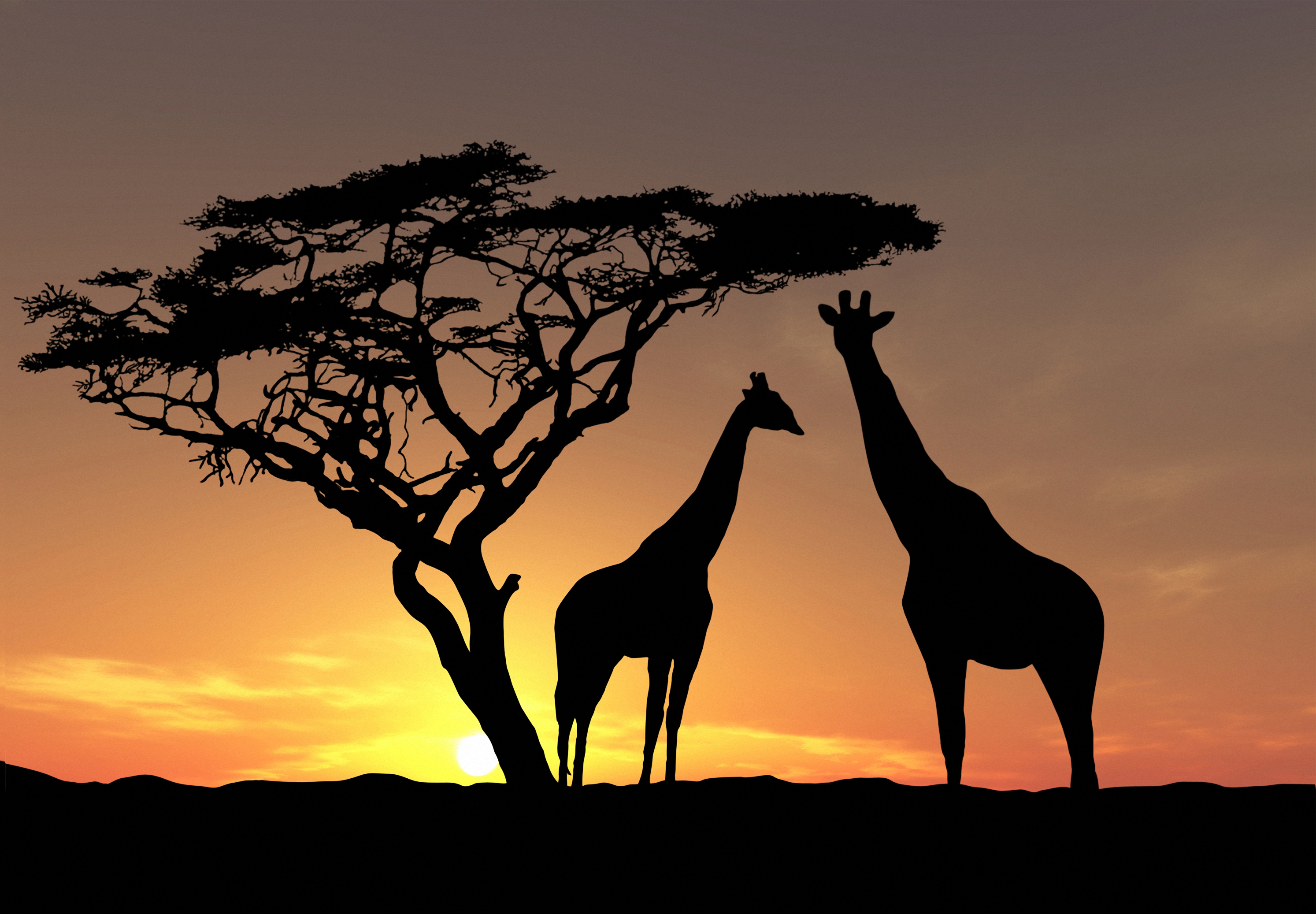 575030 скачать обои жирафа, животные - заставки и картинки бесплатно
