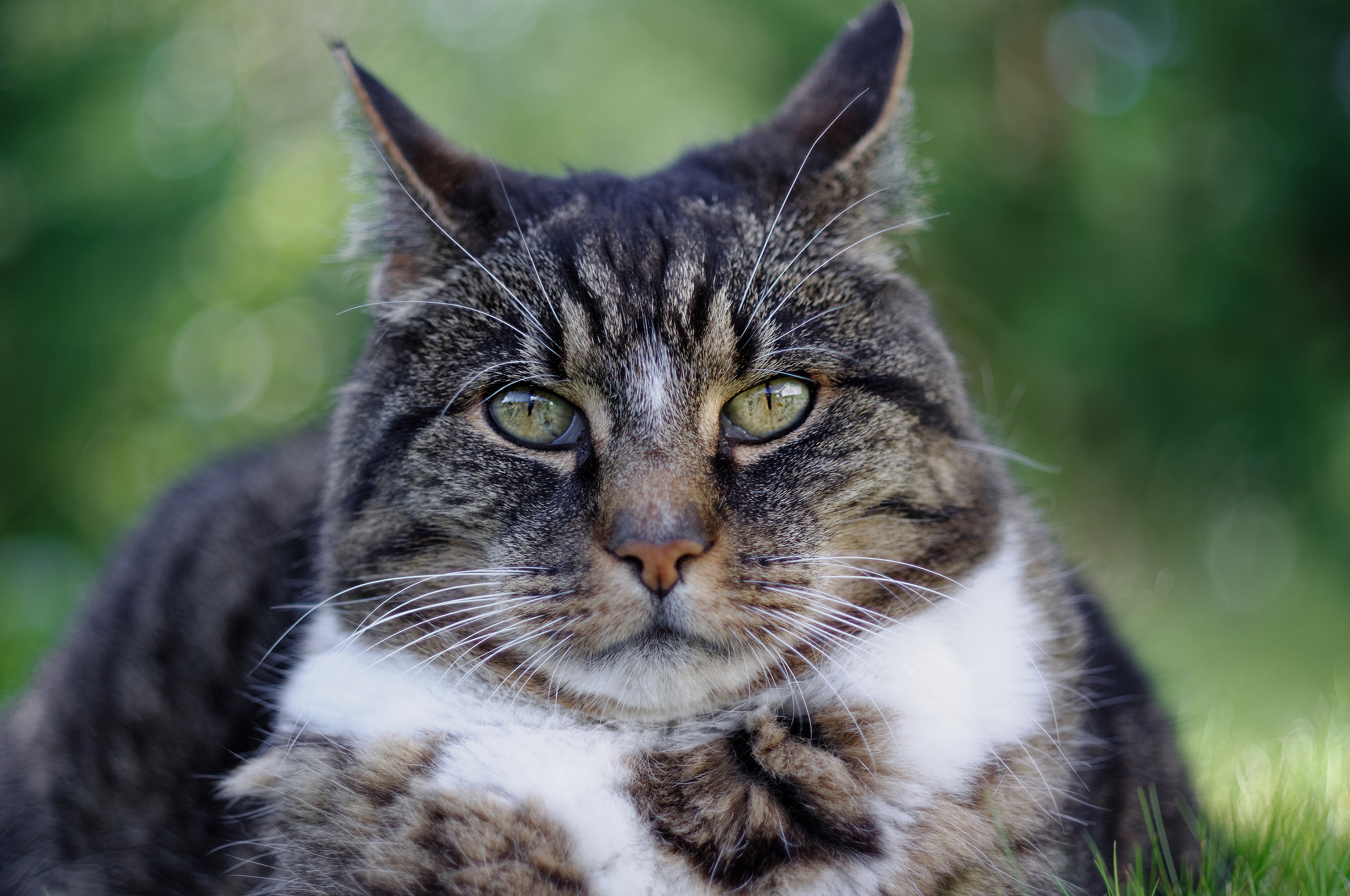 Baixe gratuitamente a imagem Animais, Gatos, Gato, Olhar Fixamente na área de trabalho do seu PC