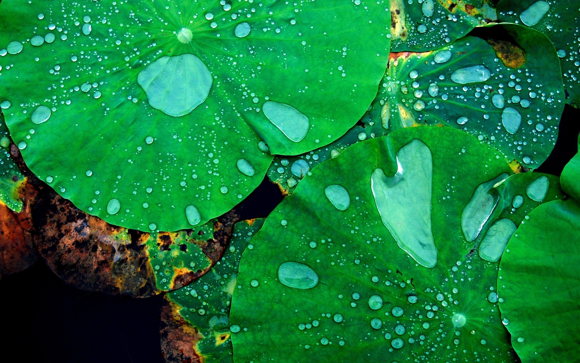 Laden Sie das Pflanzen, Blätter, Drops, Wasser-Bild kostenlos auf Ihren PC-Desktop herunter