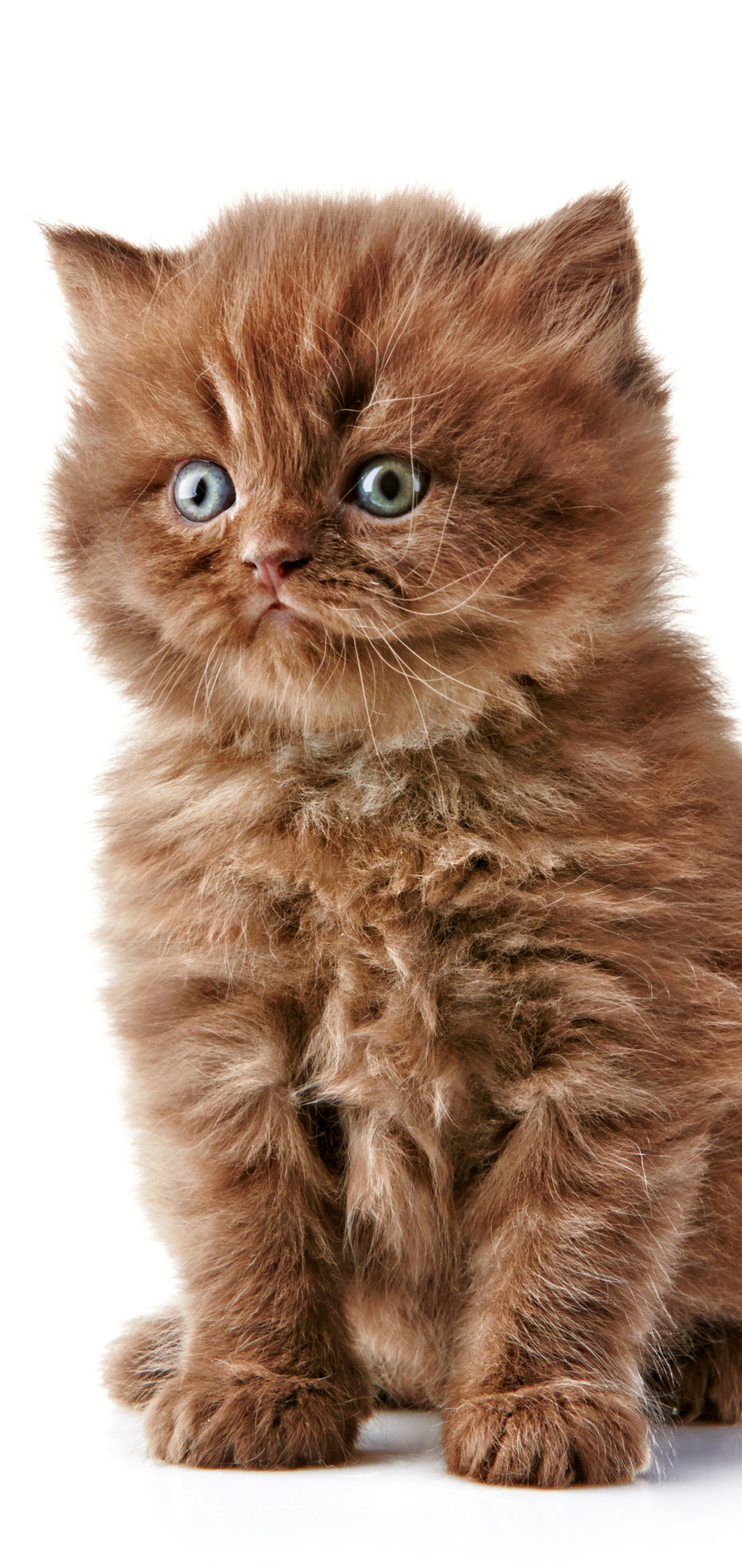 Laden Sie das Tiere, Katzen, Katze, Flauschige, Kätzchen-Bild kostenlos auf Ihren PC-Desktop herunter