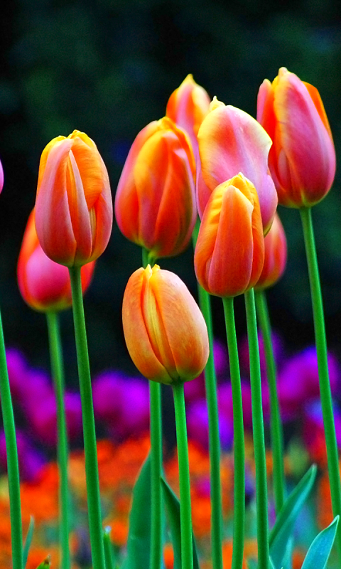 Download mobile wallpaper Tulip, Flowers, Earth for free.