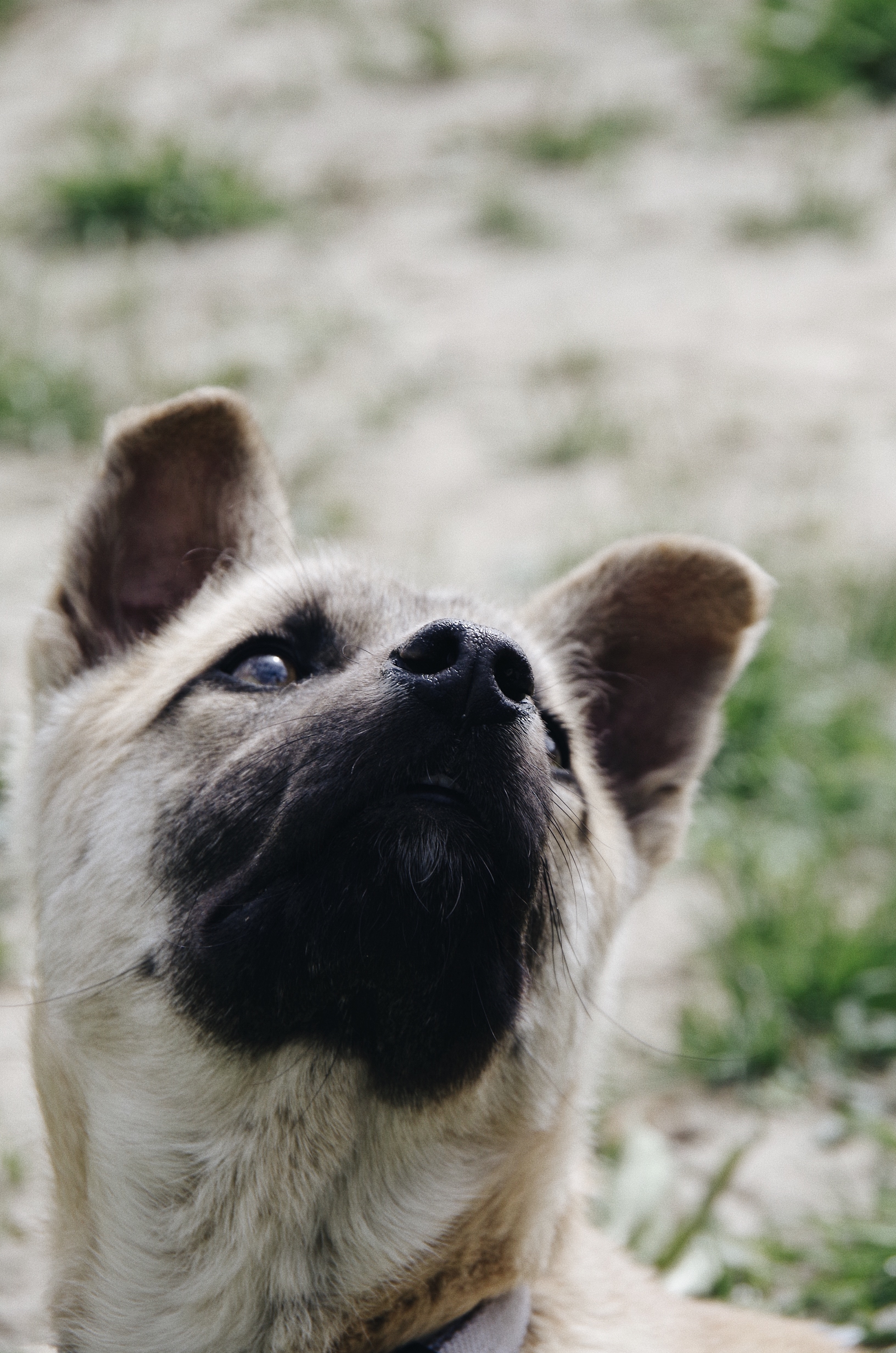 Handy-Wallpaper Hund, Schnauze, Nase, Tiere, Haustier kostenlos herunterladen.