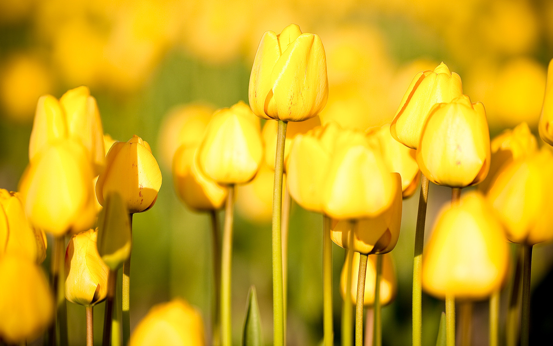 Handy-Wallpaper Blumen, Tulpe, Erde/natur kostenlos herunterladen.