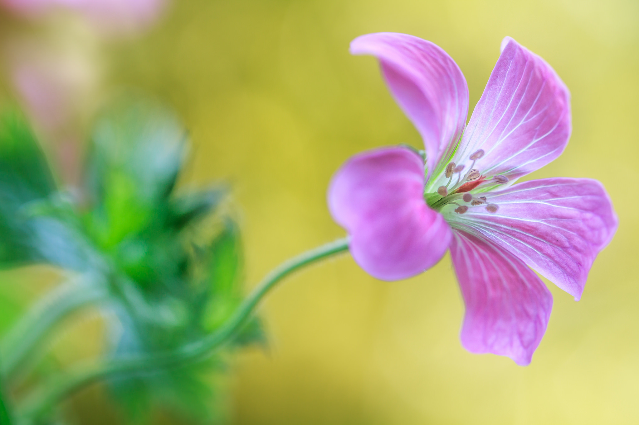 Descarga gratuita de fondo de pantalla para móvil de Flores, Flor, Tierra/naturaleza.