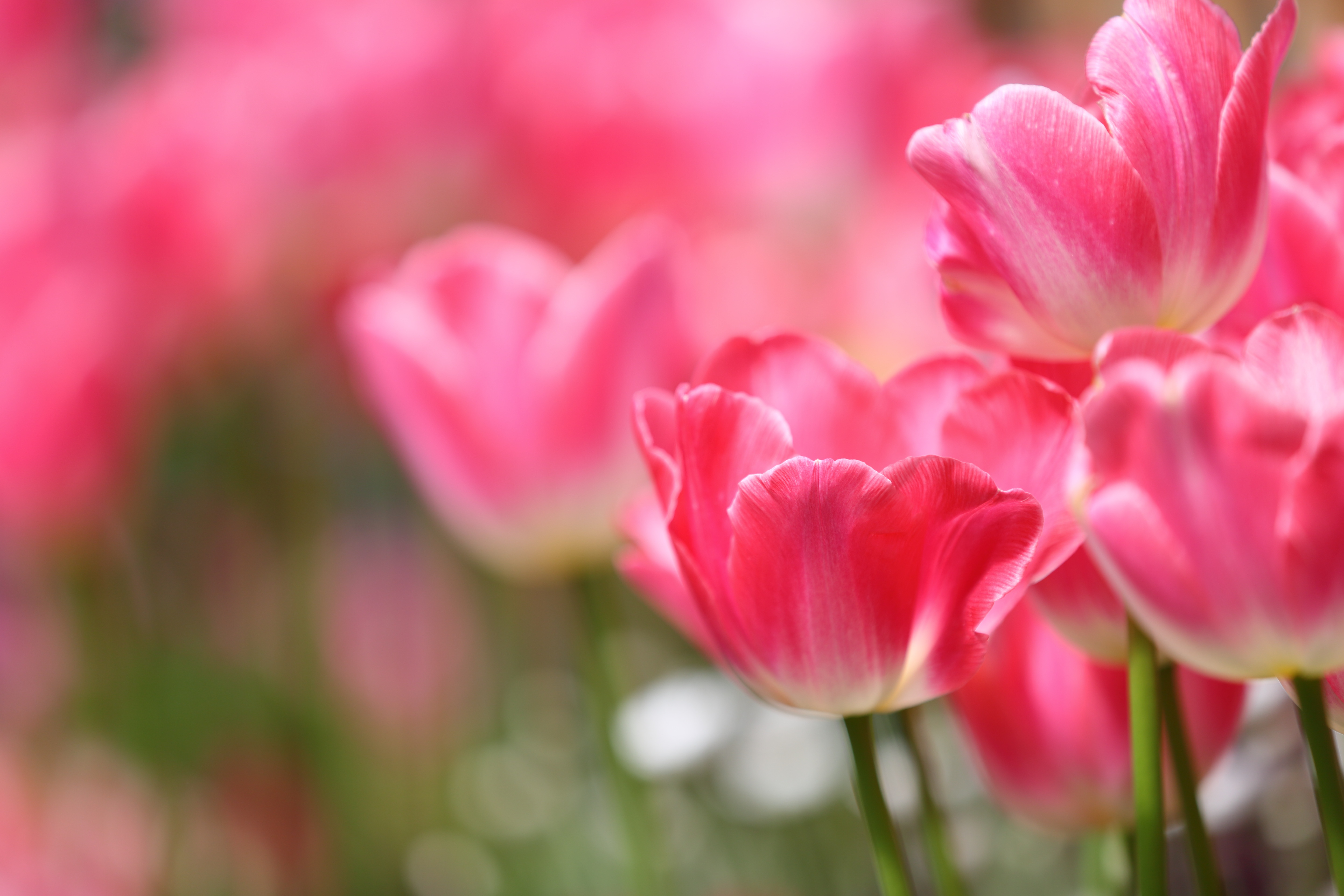 Free download wallpaper Nature, Flowers, Flower, Close Up, Earth, Tulip, Pink Flower on your PC desktop