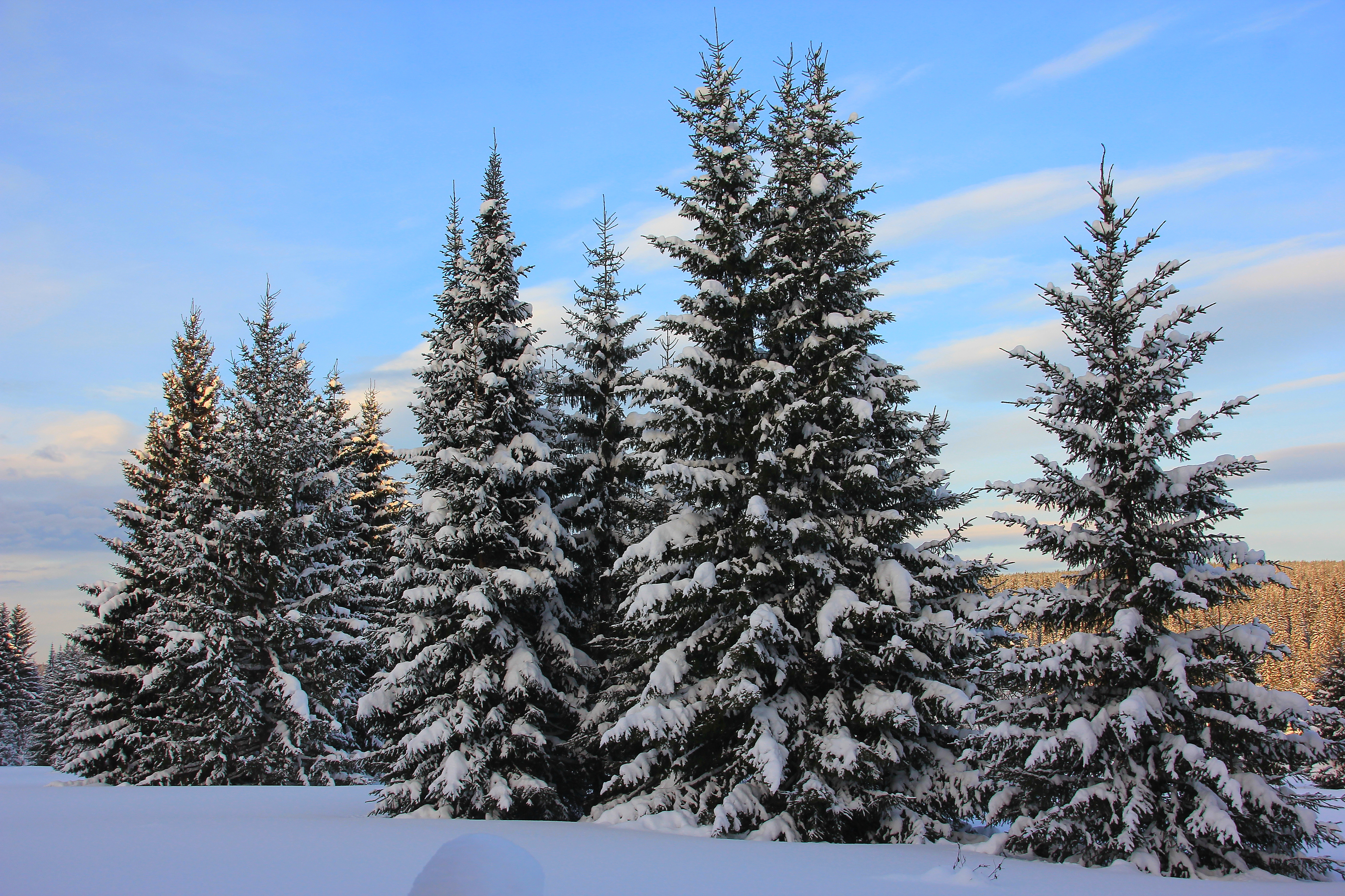 1526024 descargar fondo de pantalla tierra/naturaleza, invierno, abeto, bosque, nieve, árbol: protectores de pantalla e imágenes gratis