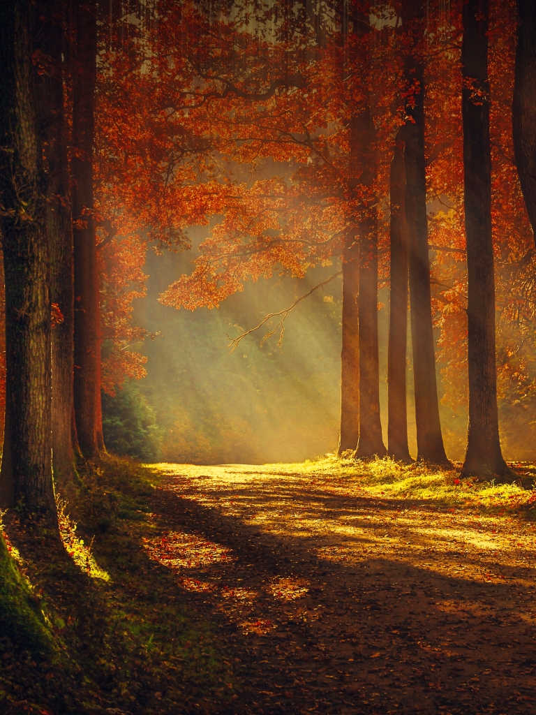 Download mobile wallpaper Nature, Tree, Fall, Earth, Sunbeam, Sunbean for free.