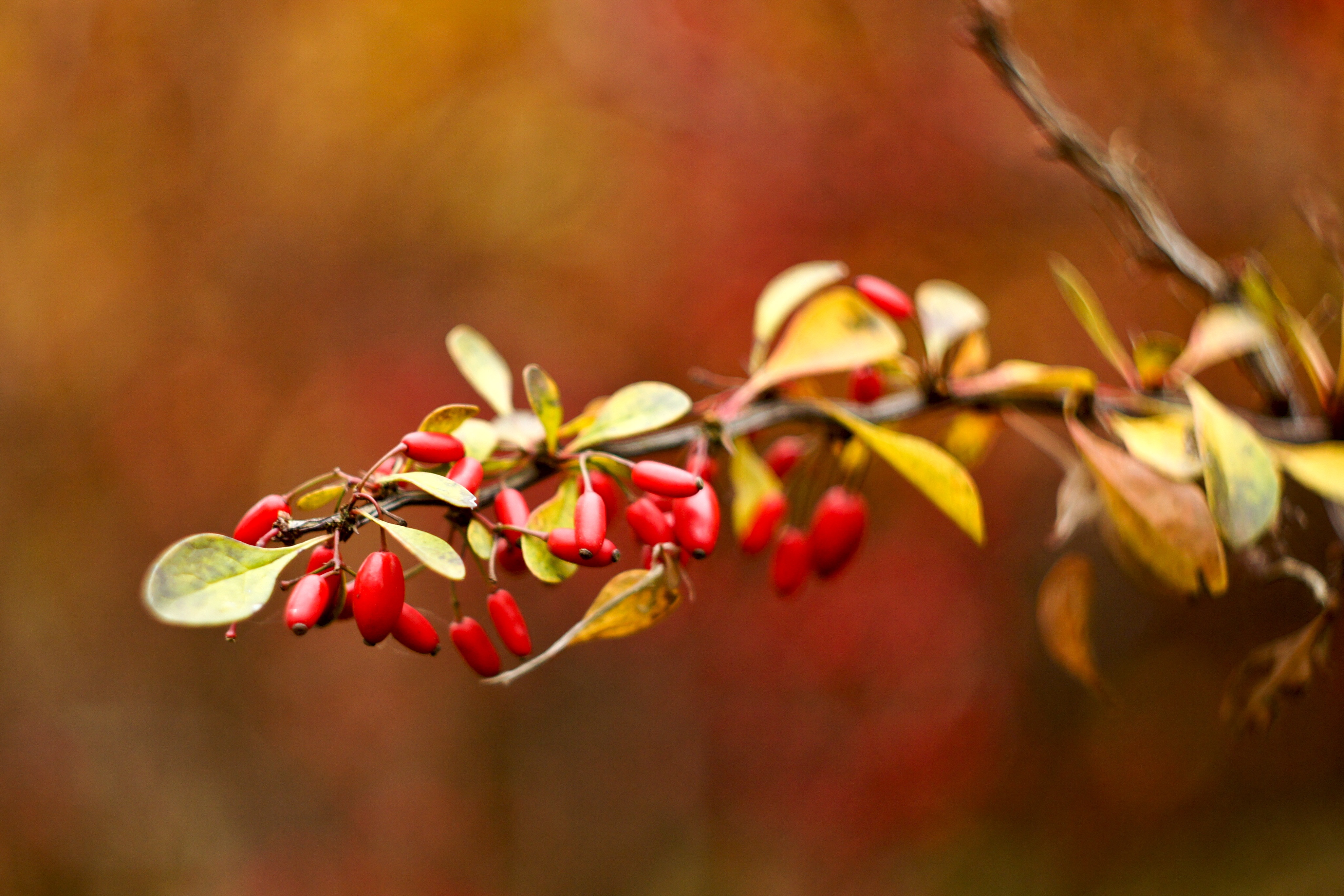 branch, nature, autumn, briar, blur, smooth