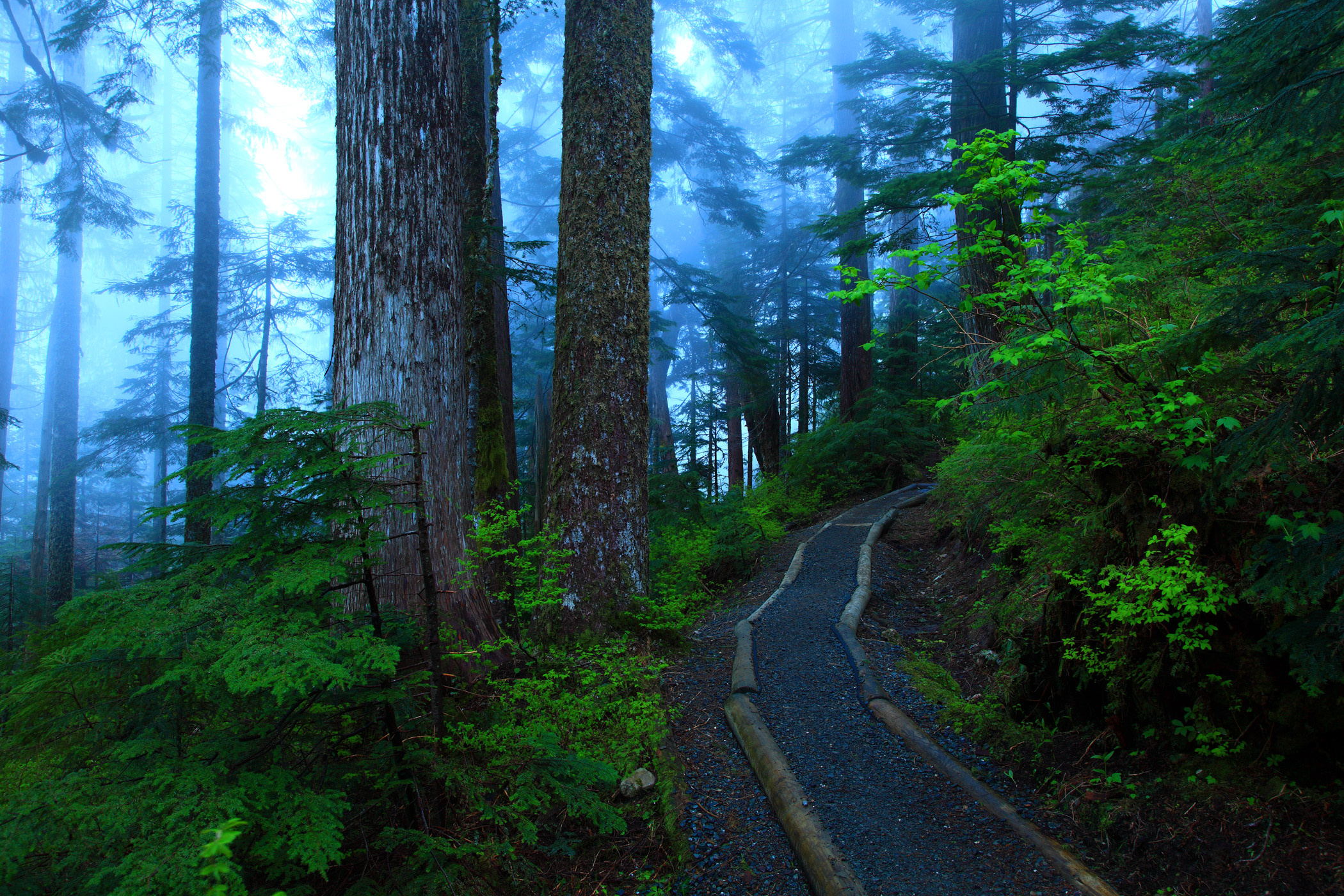 Laden Sie das Natur, Wald, Baum, Nebel, Pfad, Menschengemacht-Bild kostenlos auf Ihren PC-Desktop herunter