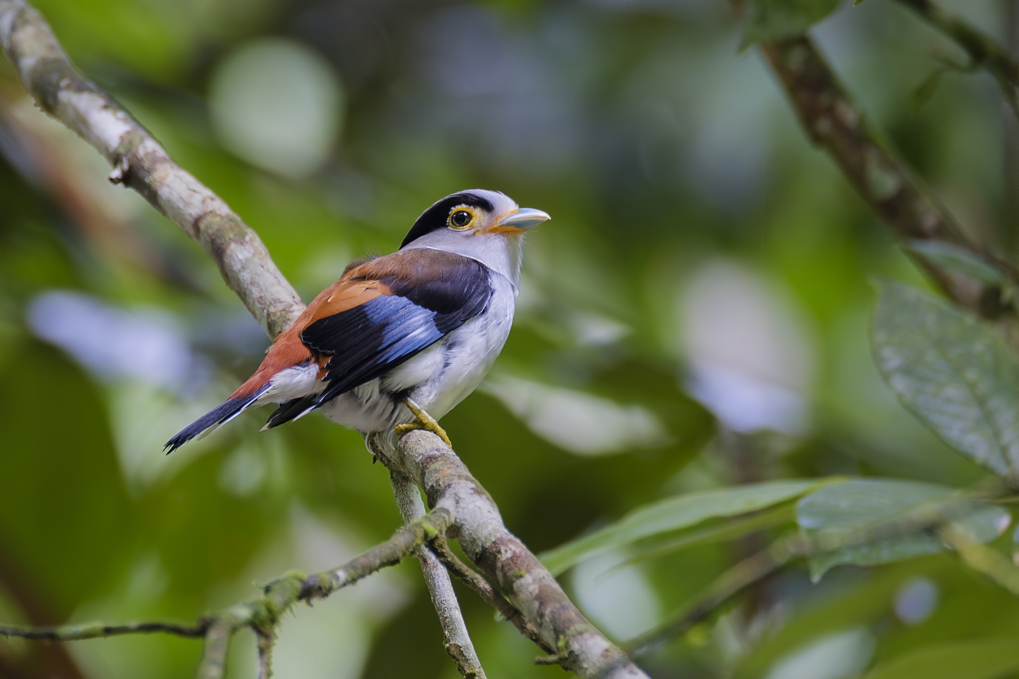 Meilleurs fonds d'écran Broadbill À Poitrine Argentée pour l'écran du téléphone