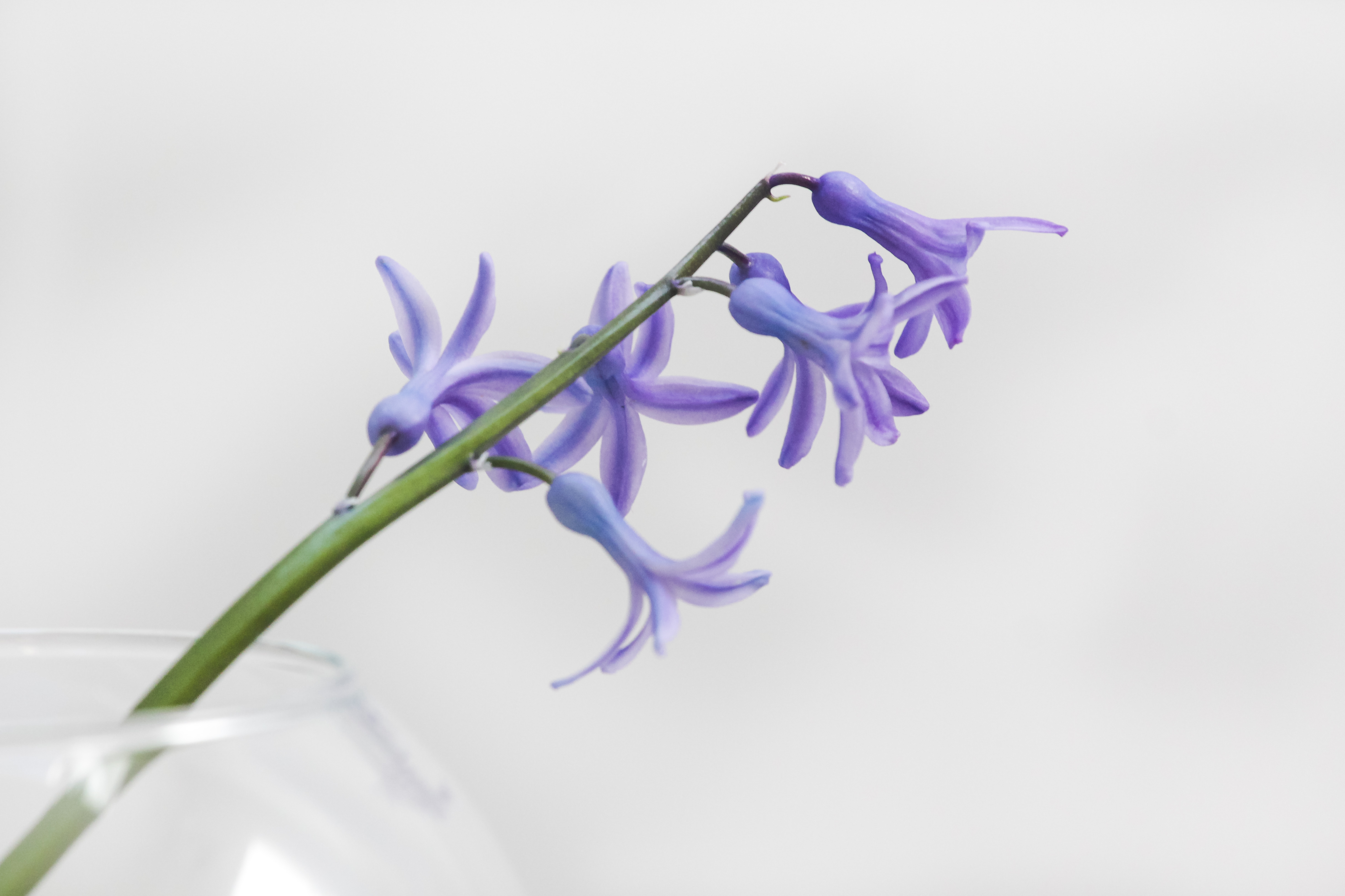 Laden Sie das Zweig, Lila, Blume, Blütenblätter, Ast, Blumen-Bild kostenlos auf Ihren PC-Desktop herunter