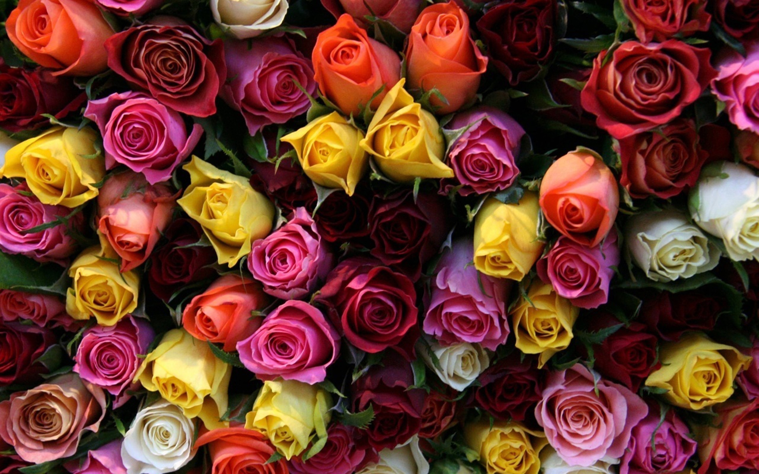 379375 скачать обои крупный план, белый цветок, цветок, красный цветок, роза, желтый цветок, красочный, розовый цветок, земля/природа, цвета, оранжевый цветок, флауэрсы - заставки и картинки бесплатно