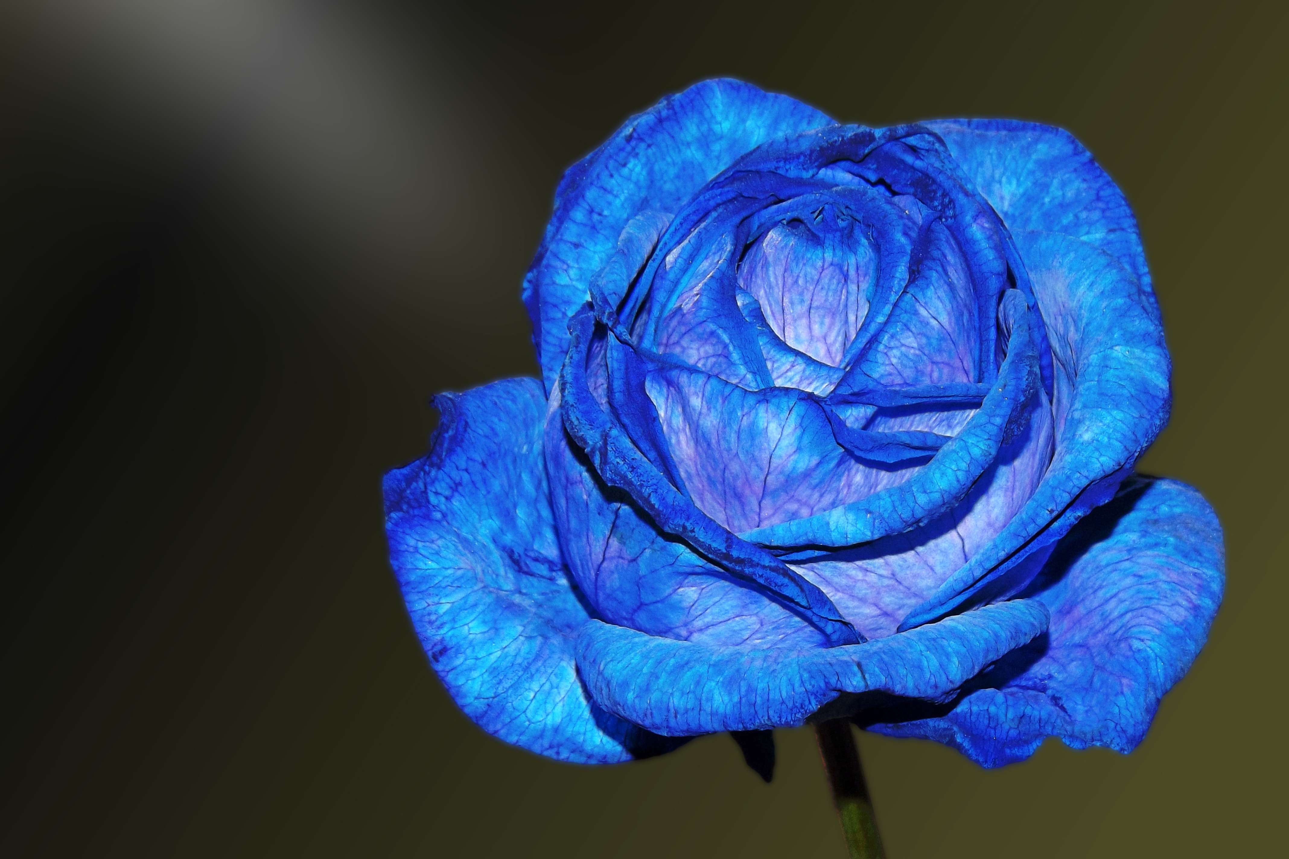 95081 завантажити картинку квіти, пелюстки, бутон, брунька, синя троянда, блакитна троянда - шпалери і заставки безкоштовно