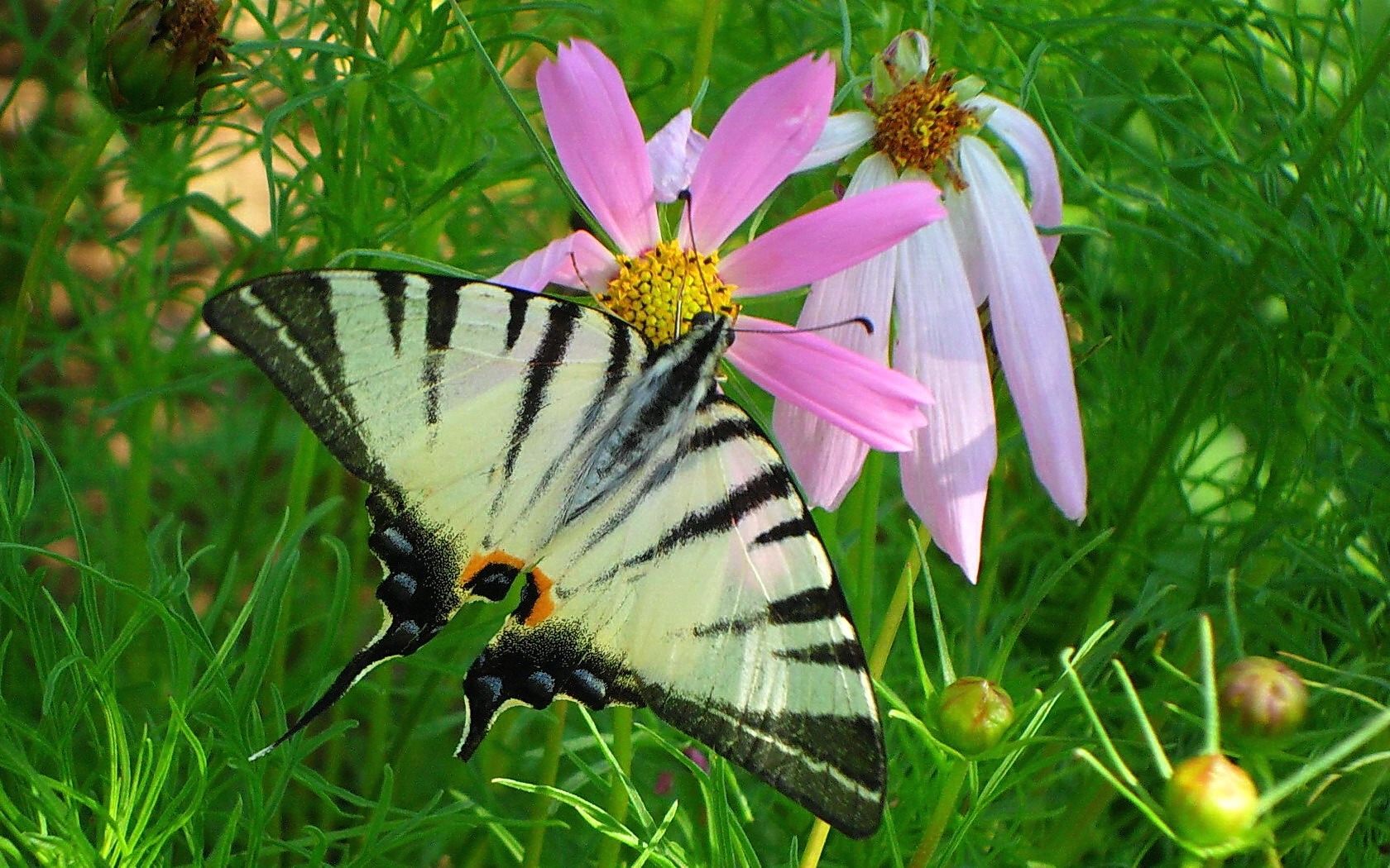 Free download wallpaper Flower, Butterfly, Animal on your PC desktop