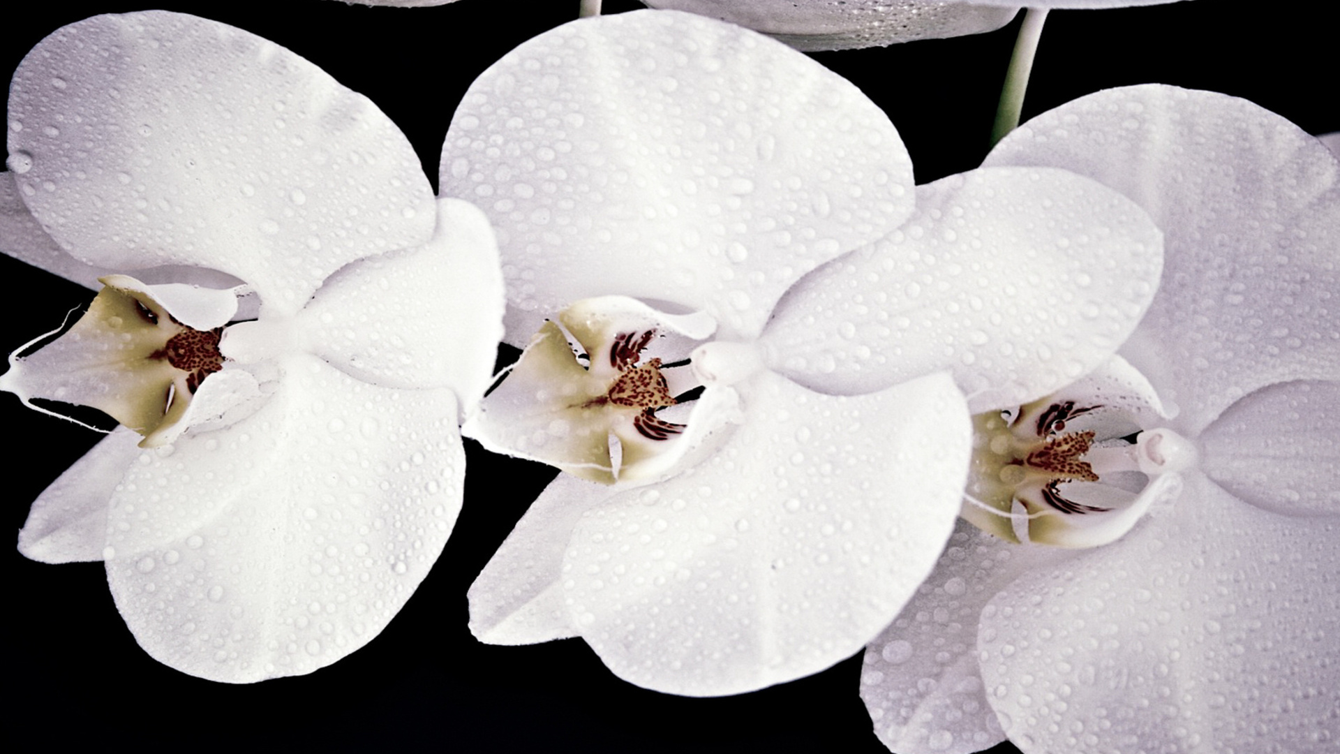Handy-Wallpaper Orchidee, Wassertropfen, Weiße Blume, Blumen, Blume, Erde/natur kostenlos herunterladen.