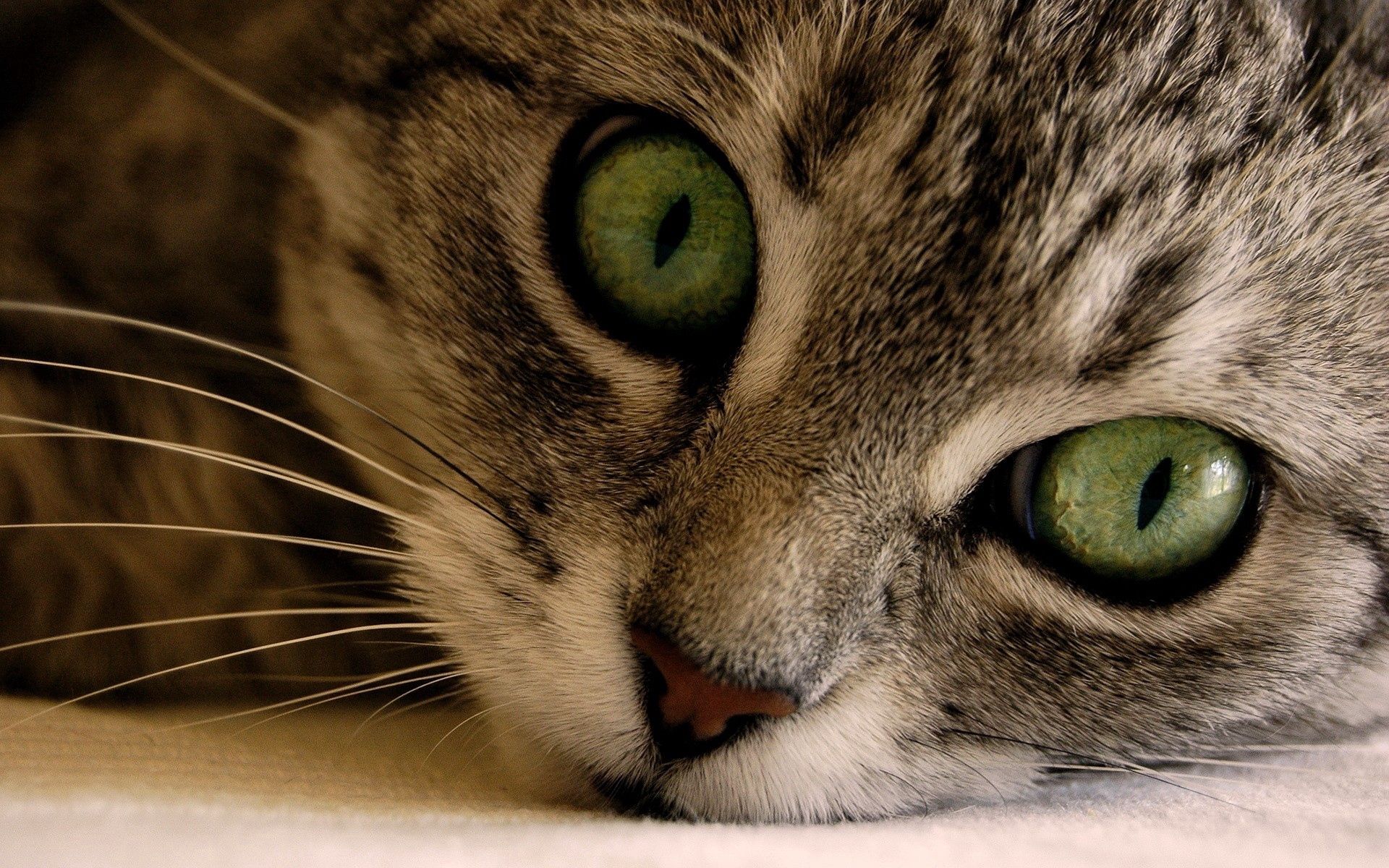 cat, eyes, animals, green, muzzle, striped, grey Full HD