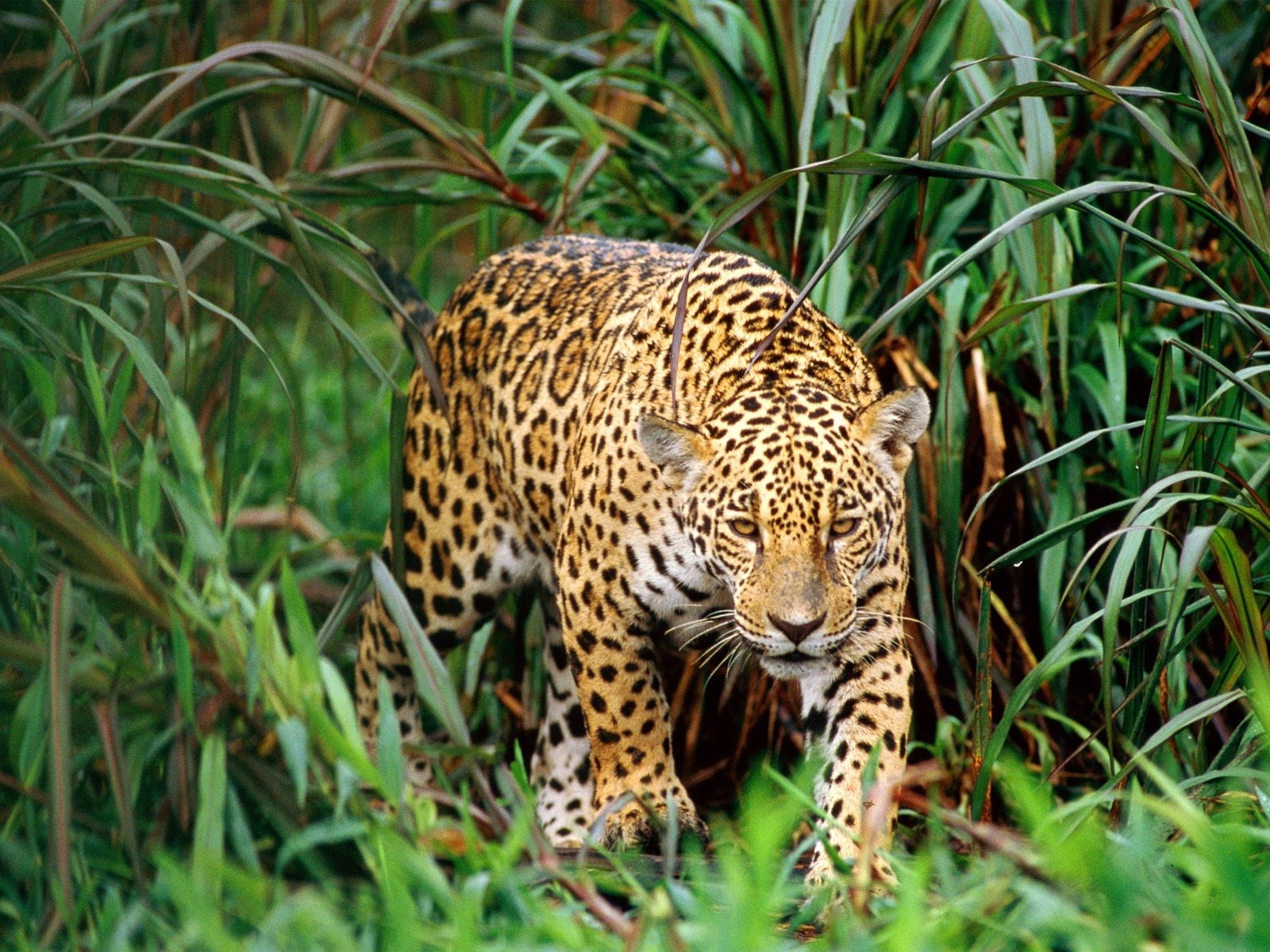 Laden Sie das Leopards, Tiere-Bild kostenlos auf Ihren PC-Desktop herunter