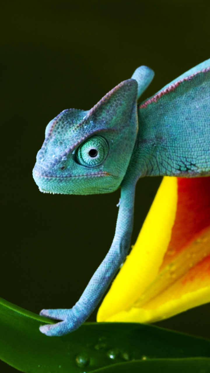 Descarga gratuita de fondo de pantalla para móvil de Animales, Camaleón, Reptiles.