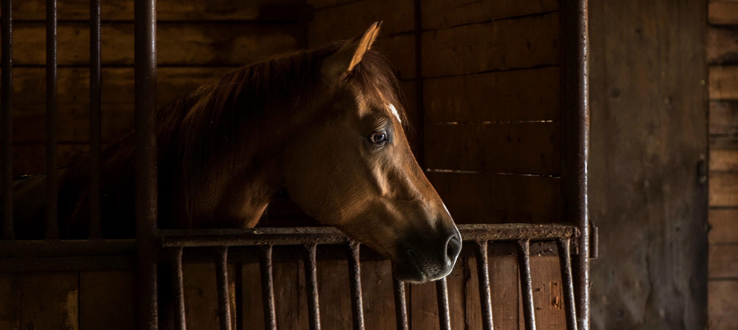 PCデスクトップに馬, 動物画像を無料でダウンロード