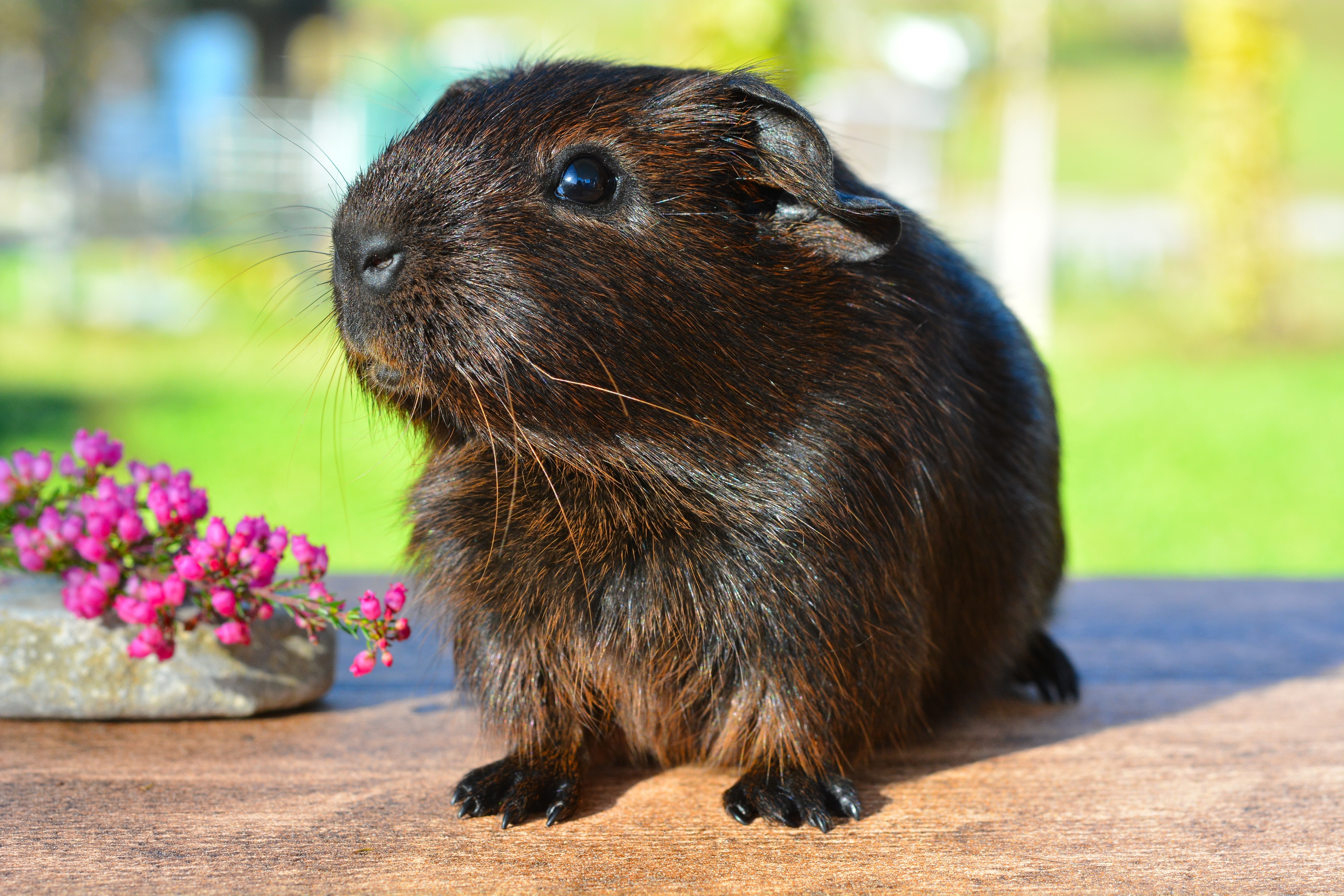 Download mobile wallpaper Animal, Guinea Pig, Rodent for free.