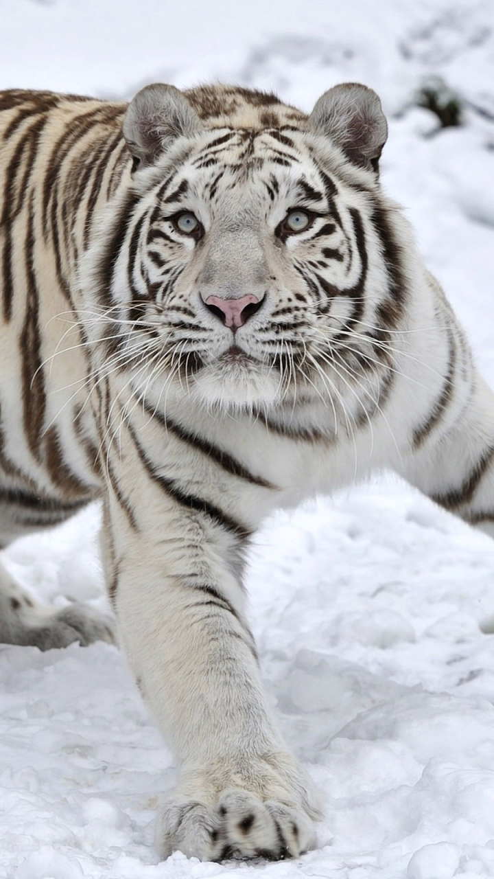 Téléchargez des papiers peints mobile Animaux, Chats, Tigre, Tigre Blanc gratuitement.