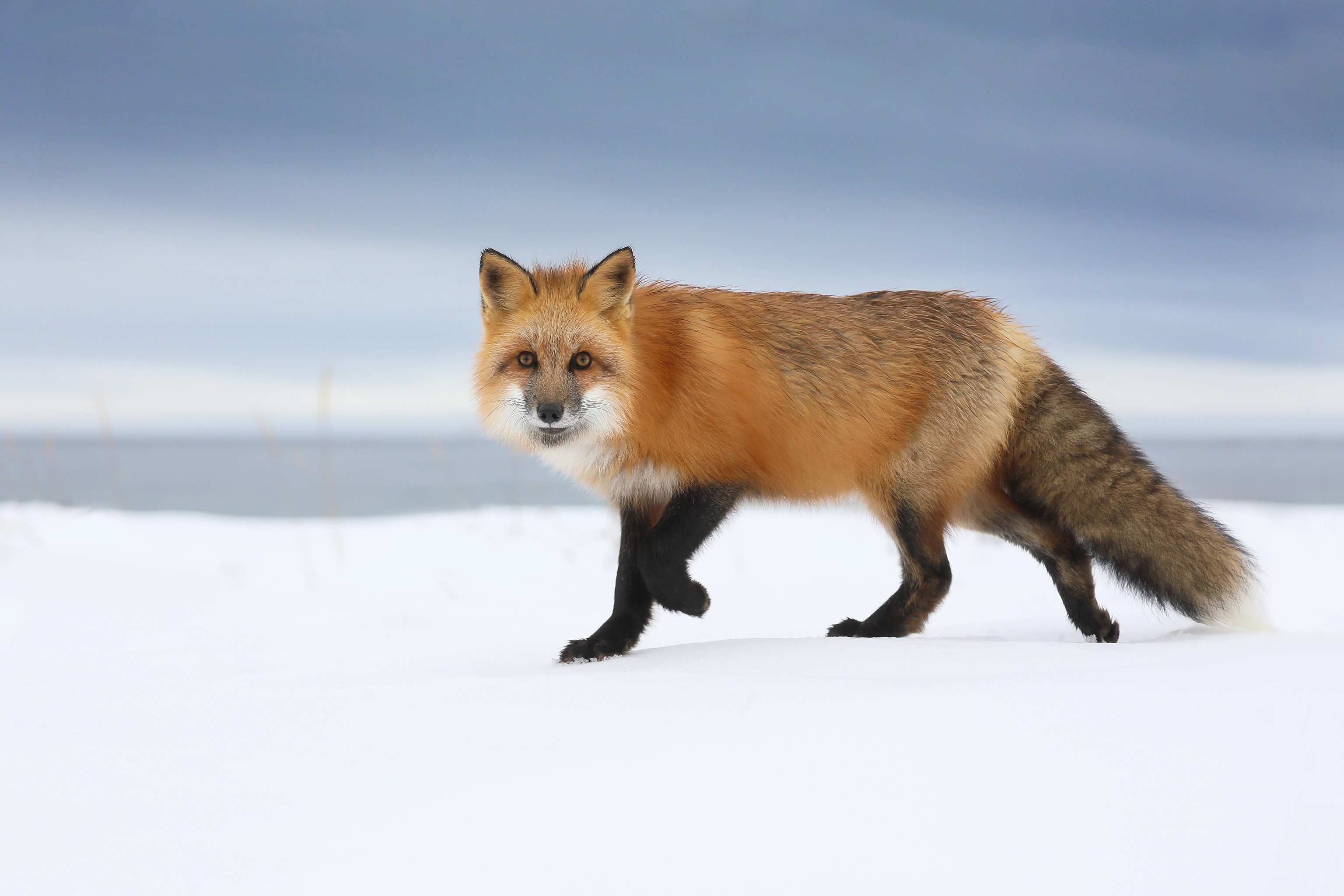 無料モバイル壁紙動物, 雪, 狐をダウンロードします。
