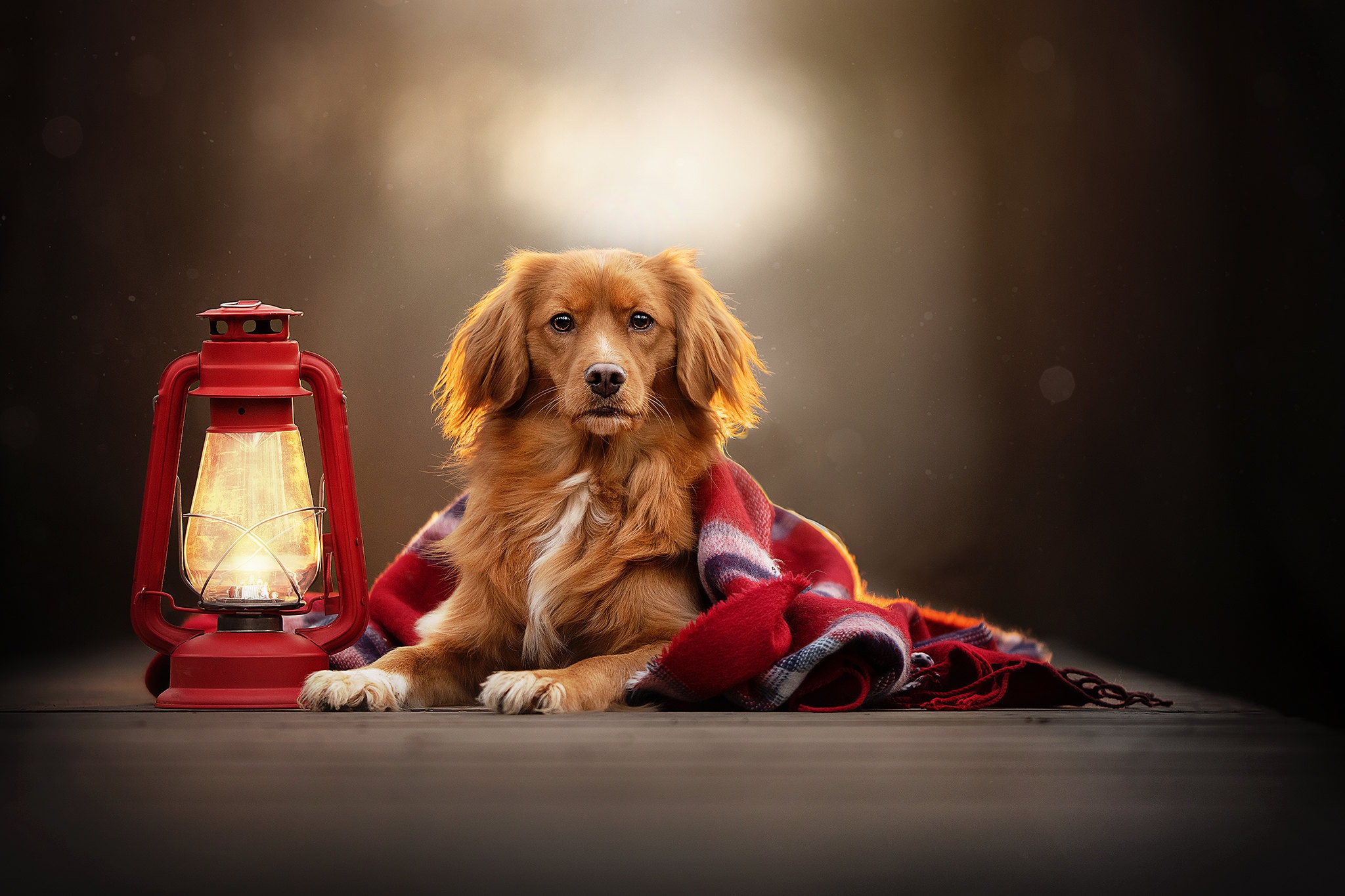 Free download wallpaper Dogs, Dog, Lantern, Animal, Nova Scotia Duck Tolling Retriever, Depth Of Field on your PC desktop