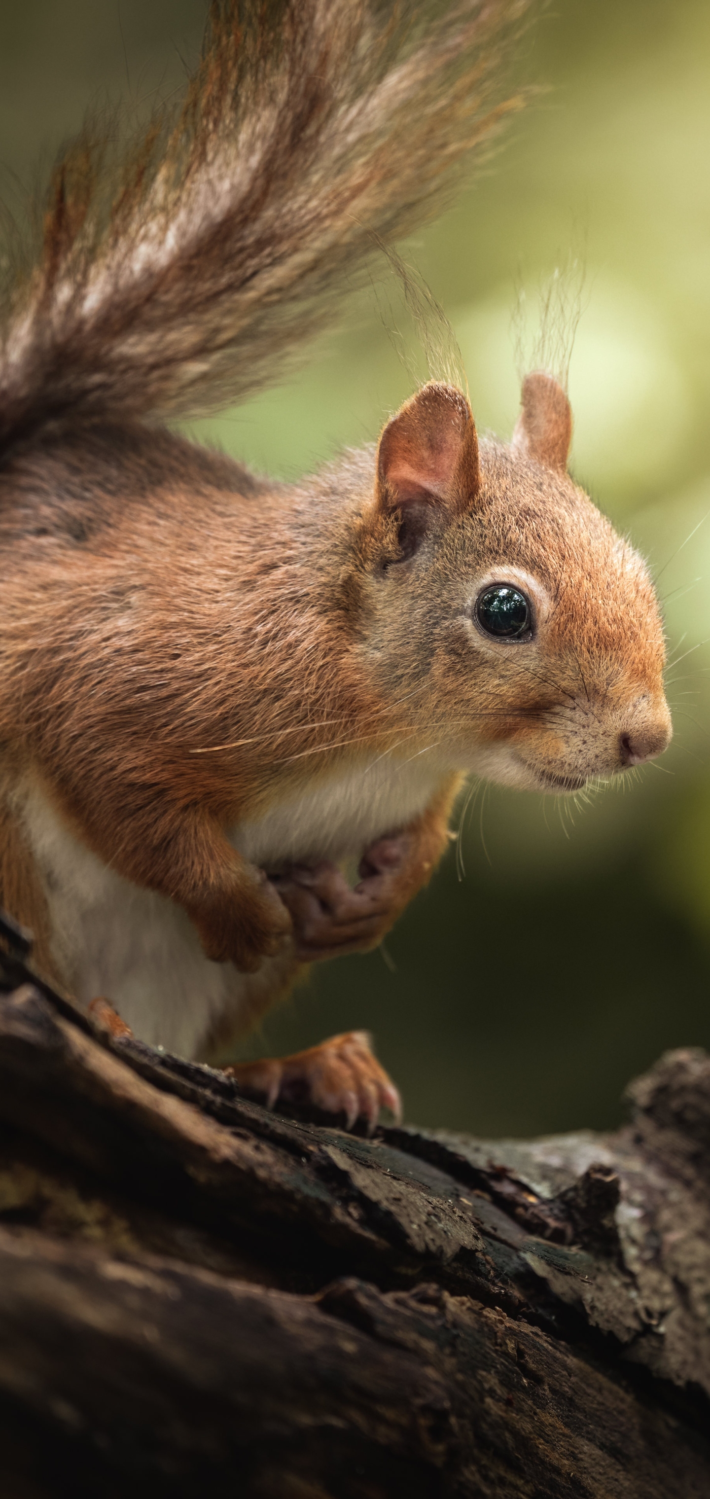 Descarga gratuita de fondo de pantalla para móvil de Animales, Ardilla, Roedor.