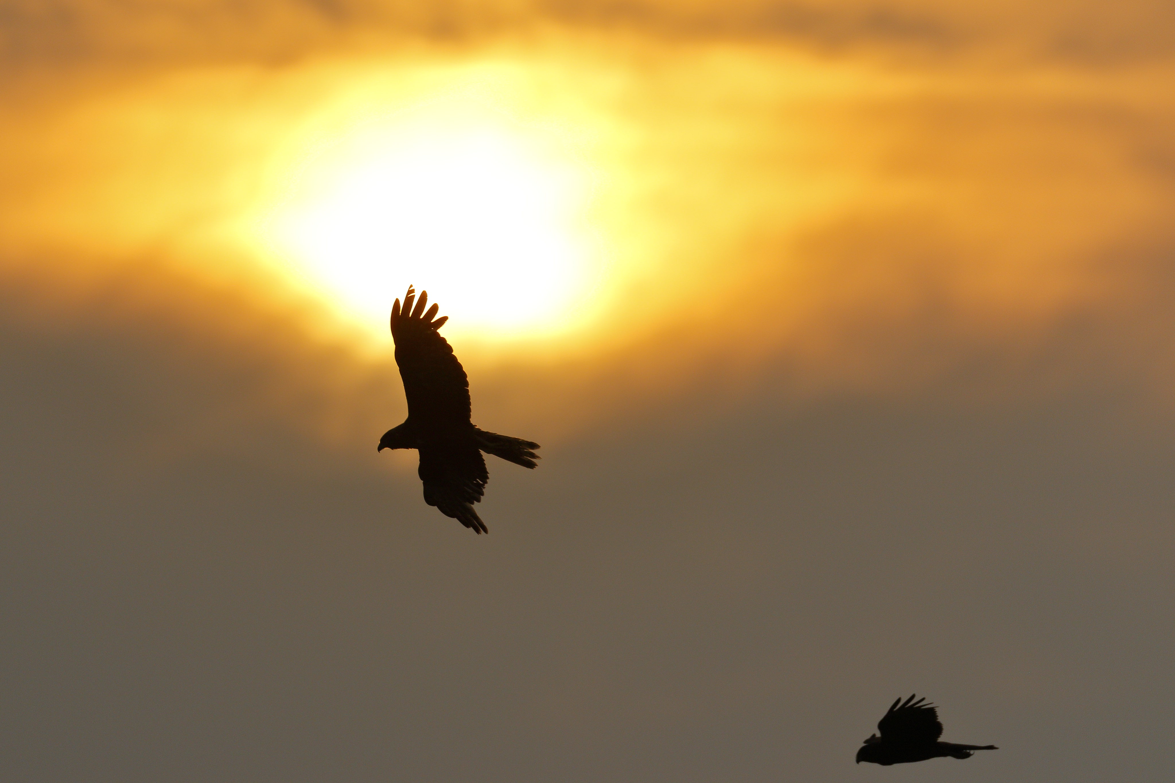 Download mobile wallpaper Flight, Nature, Sun, Wings, Eagle for free.