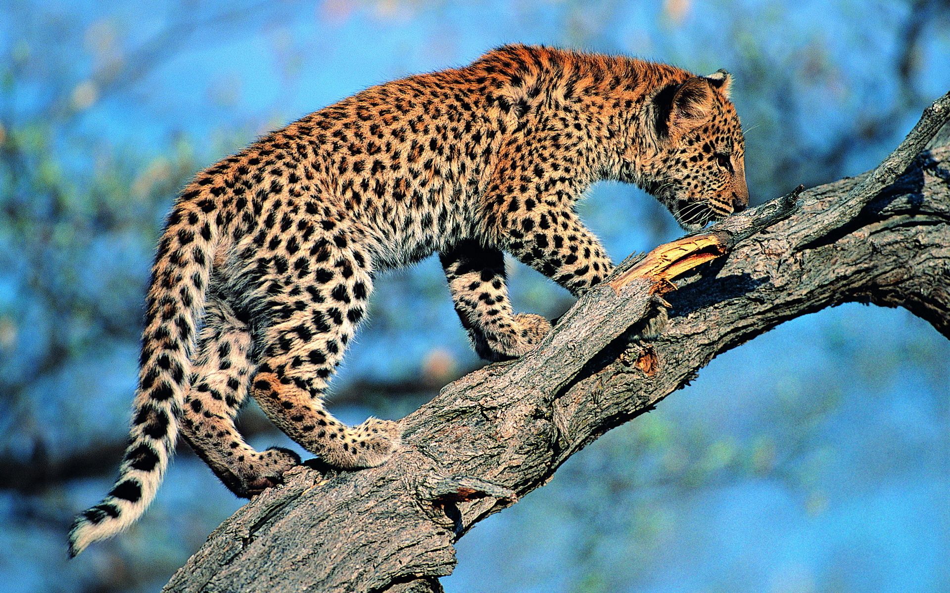 Free download wallpaper Wood, Leopard, Tree, Tail, Animals on your PC desktop