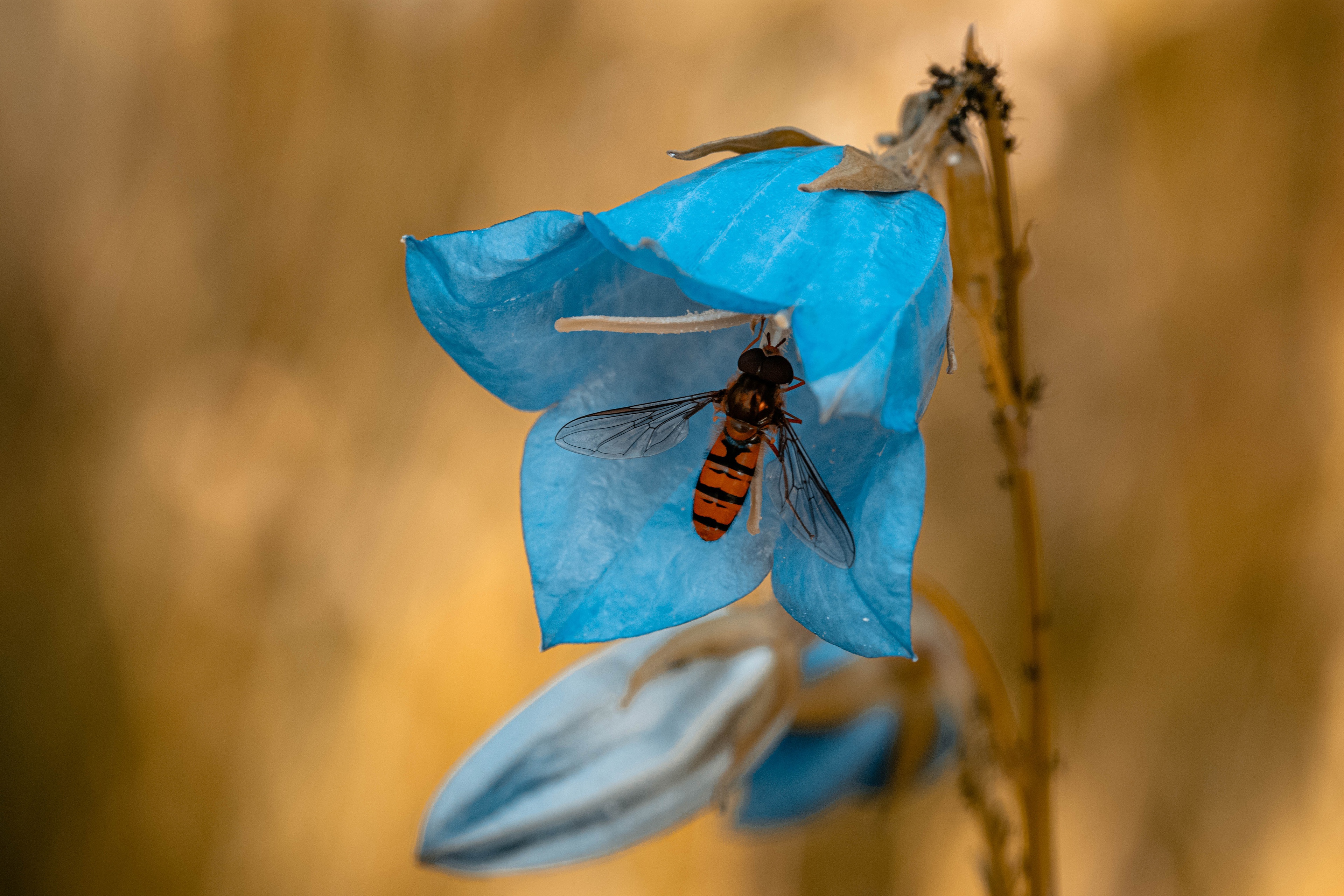 Free download wallpaper Macro, Insect, Animal, Fly, Hoverfly, Blue Flower, Bellflower on your PC desktop