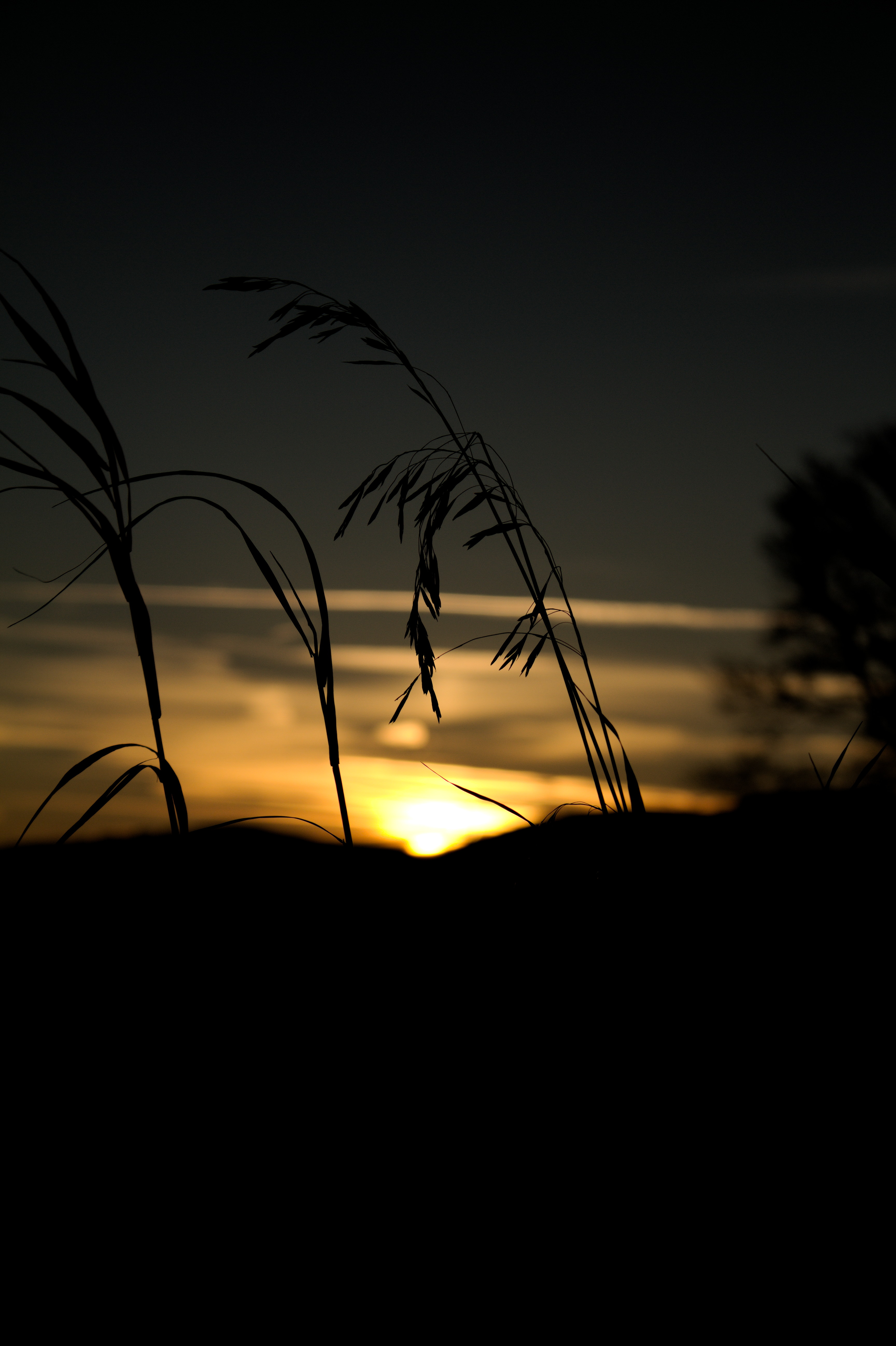 Download mobile wallpaper Silhouette, Dark, Sunset, Grass for free.