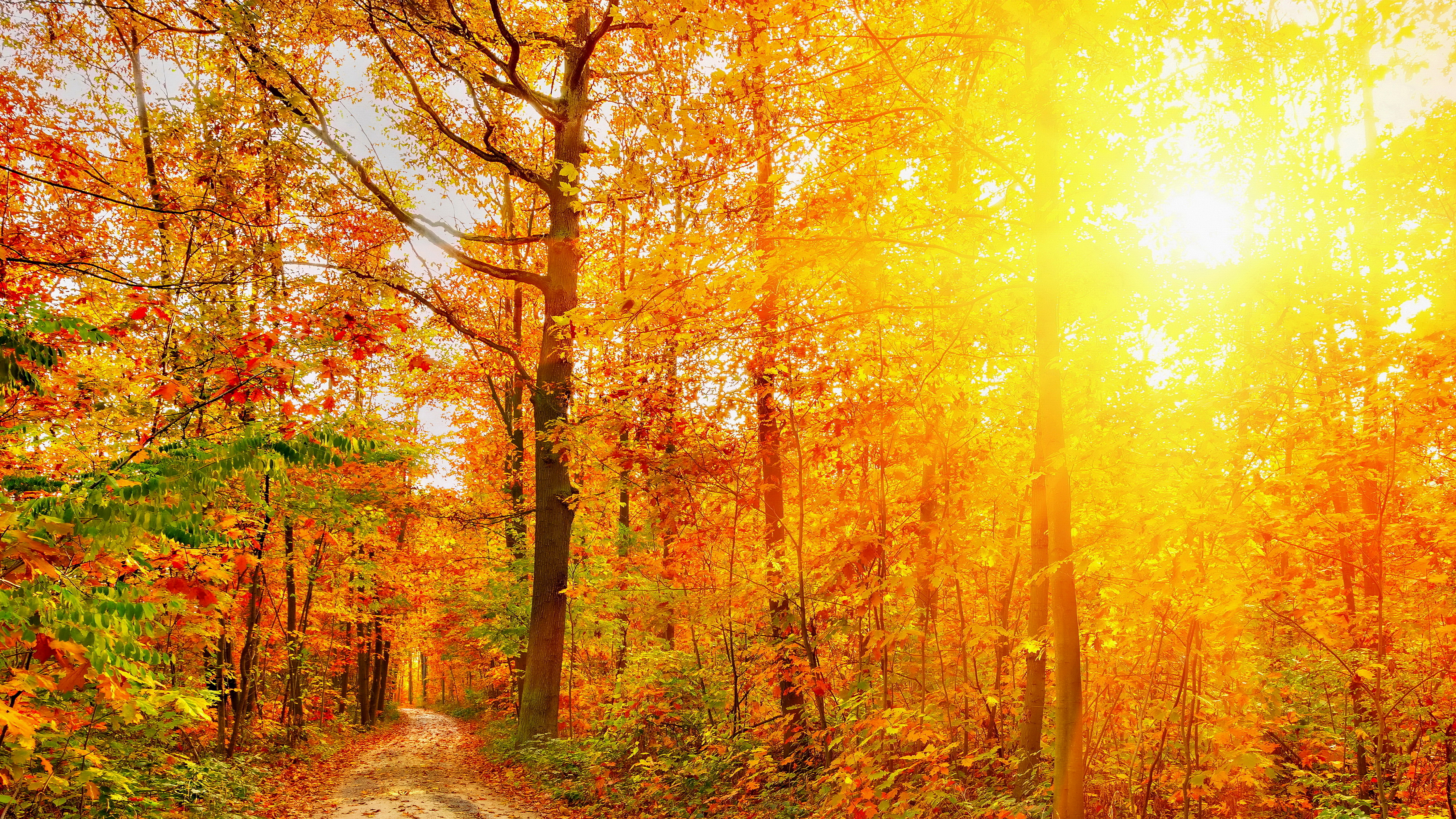 Скачать обои бесплатно Природа, Осень, Яркий, Дорога, Лес, Дерево, Солнечный Луч, Земля/природа картинка на рабочий стол ПК