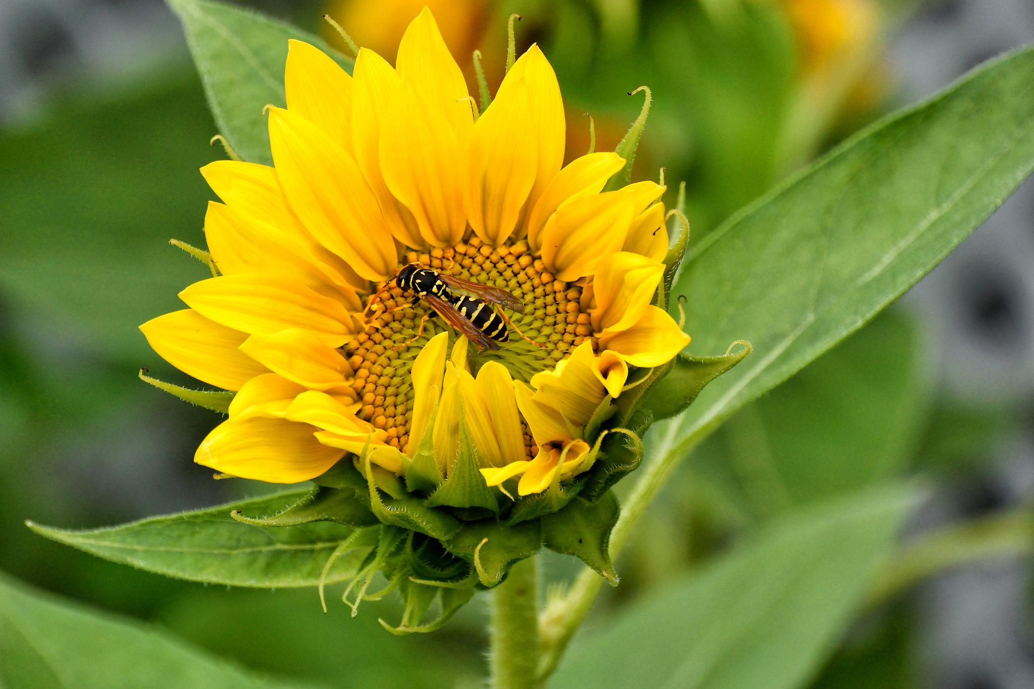 Download mobile wallpaper Nature, Insects, Flower, Close Up, Insect, Animal, Sunflower, Yellow Flower, Wasp for free.