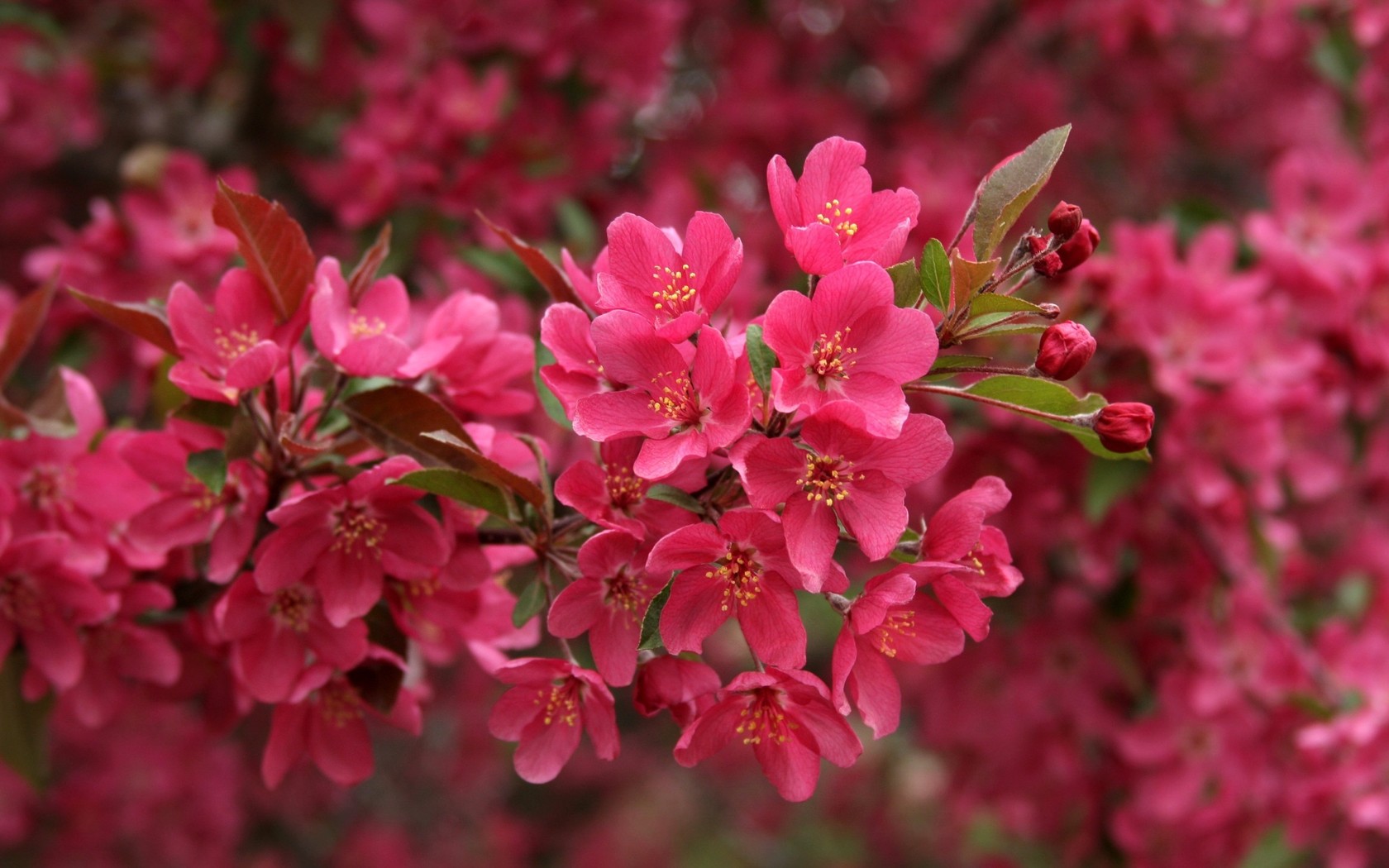 Free download wallpaper Nature, Earth, Blossom, Pink Flower on your PC desktop