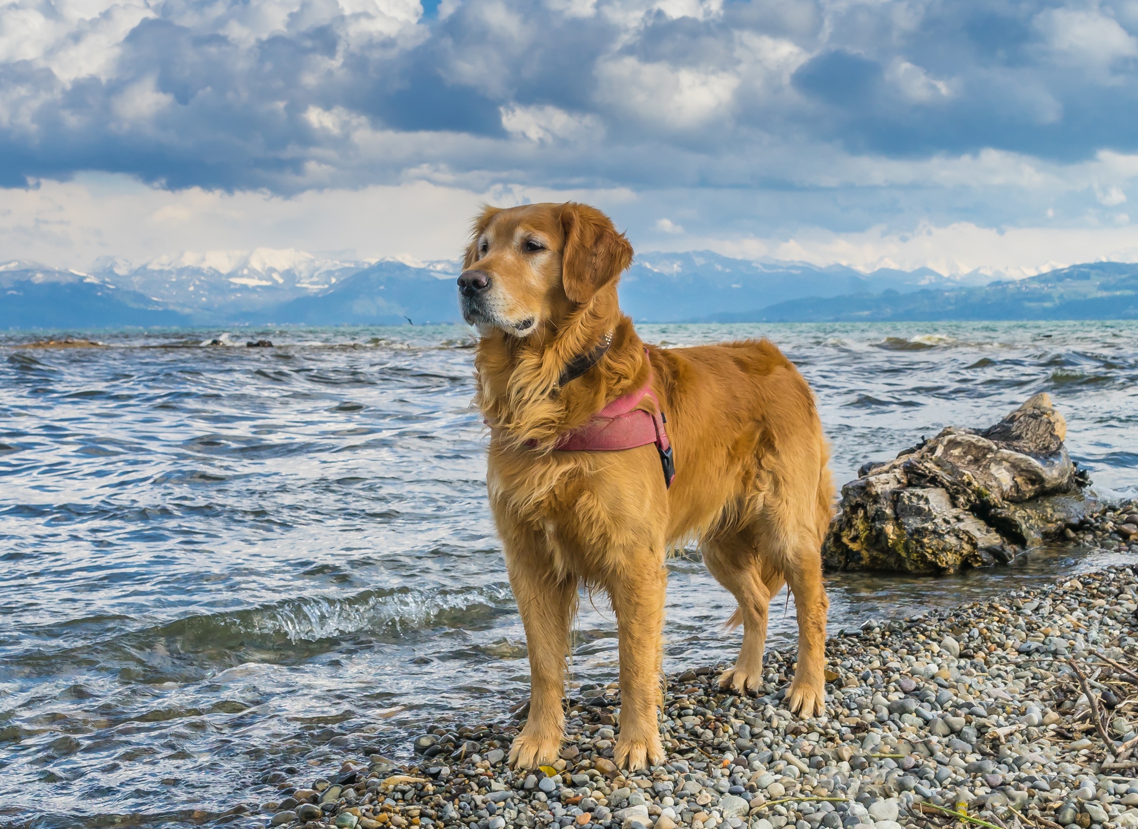 Handy-Wallpaper Tiere, Hunde, Wasser, See, Hund, Golden Retriever kostenlos herunterladen.