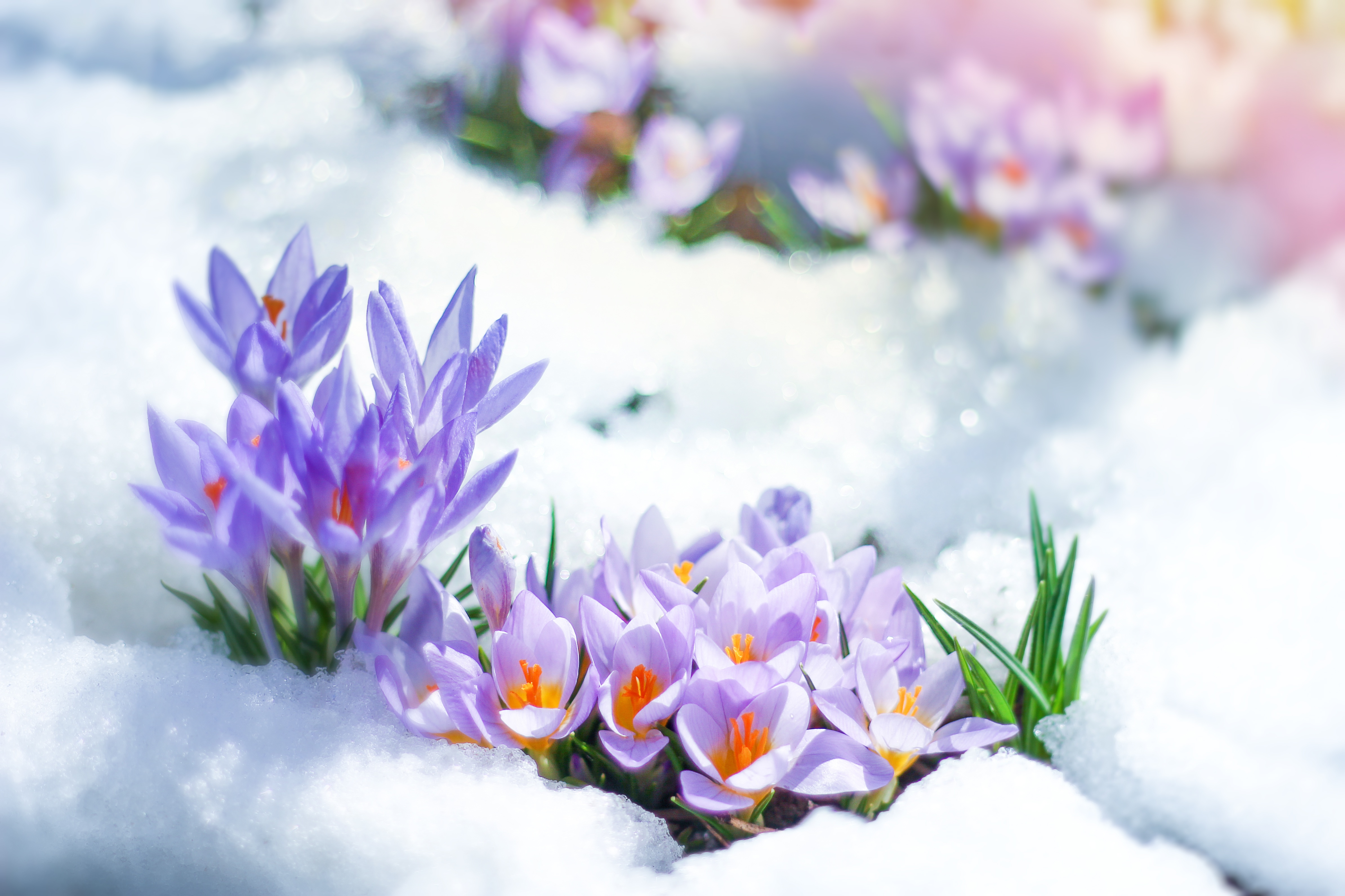 Free download wallpaper Flowers, Snow, Flower, Earth, Crocus, Purple Flower on your PC desktop