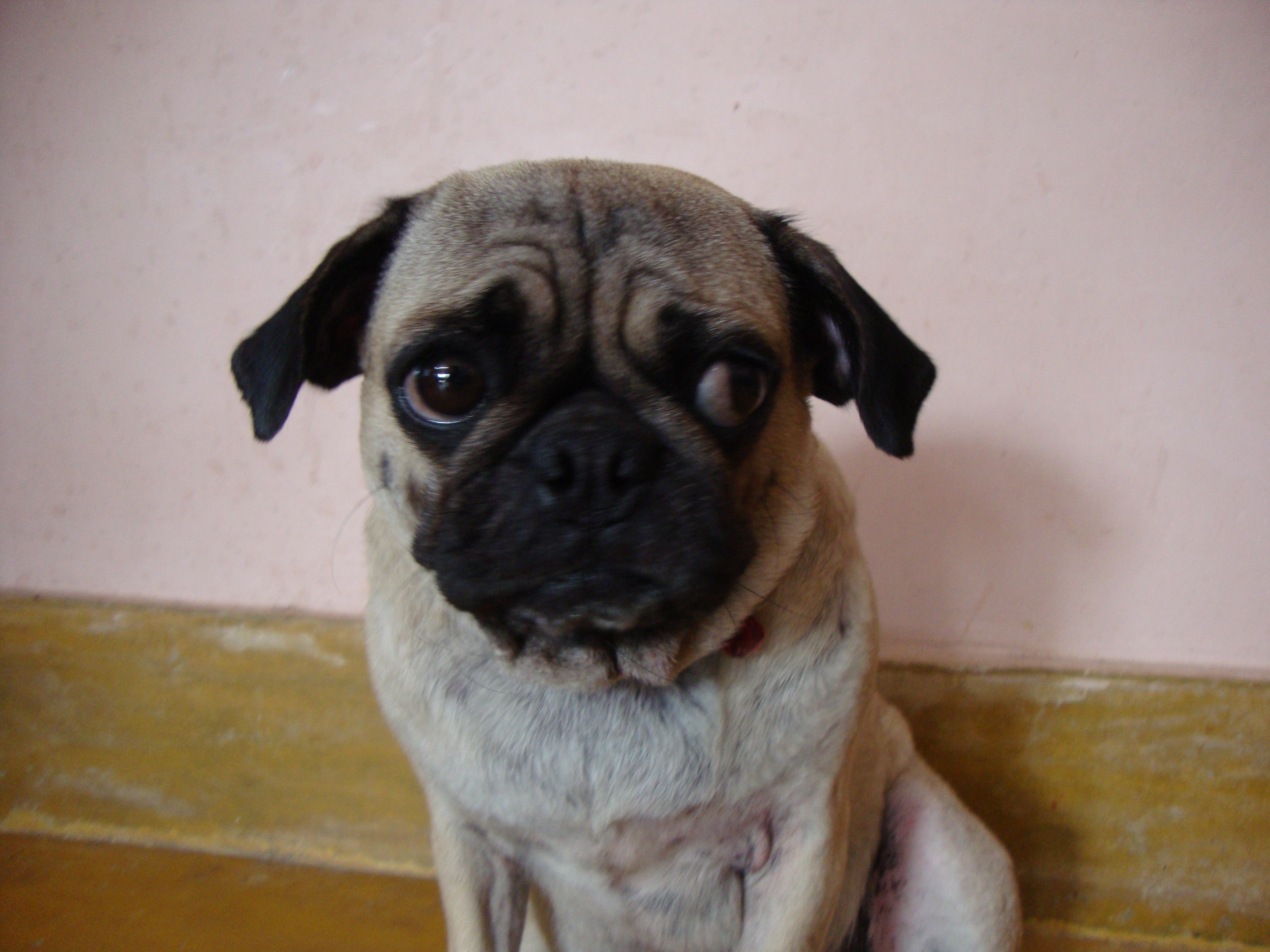 Baixar papel de parede para celular de Pug, Cães, Animais gratuito.