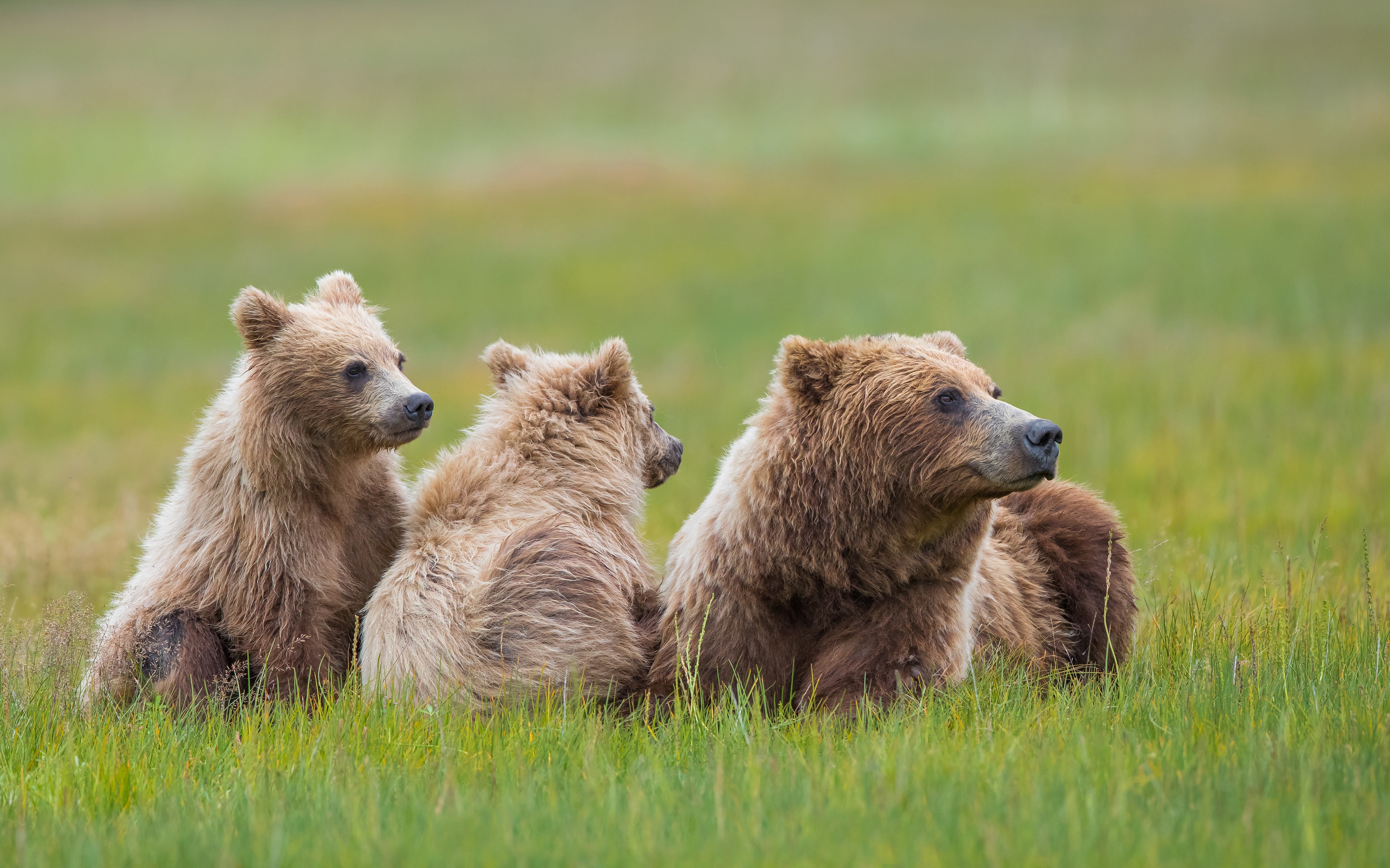 Baixar papel de parede para celular de Animais, Urso, Ursos, Animal Bebê gratuito.