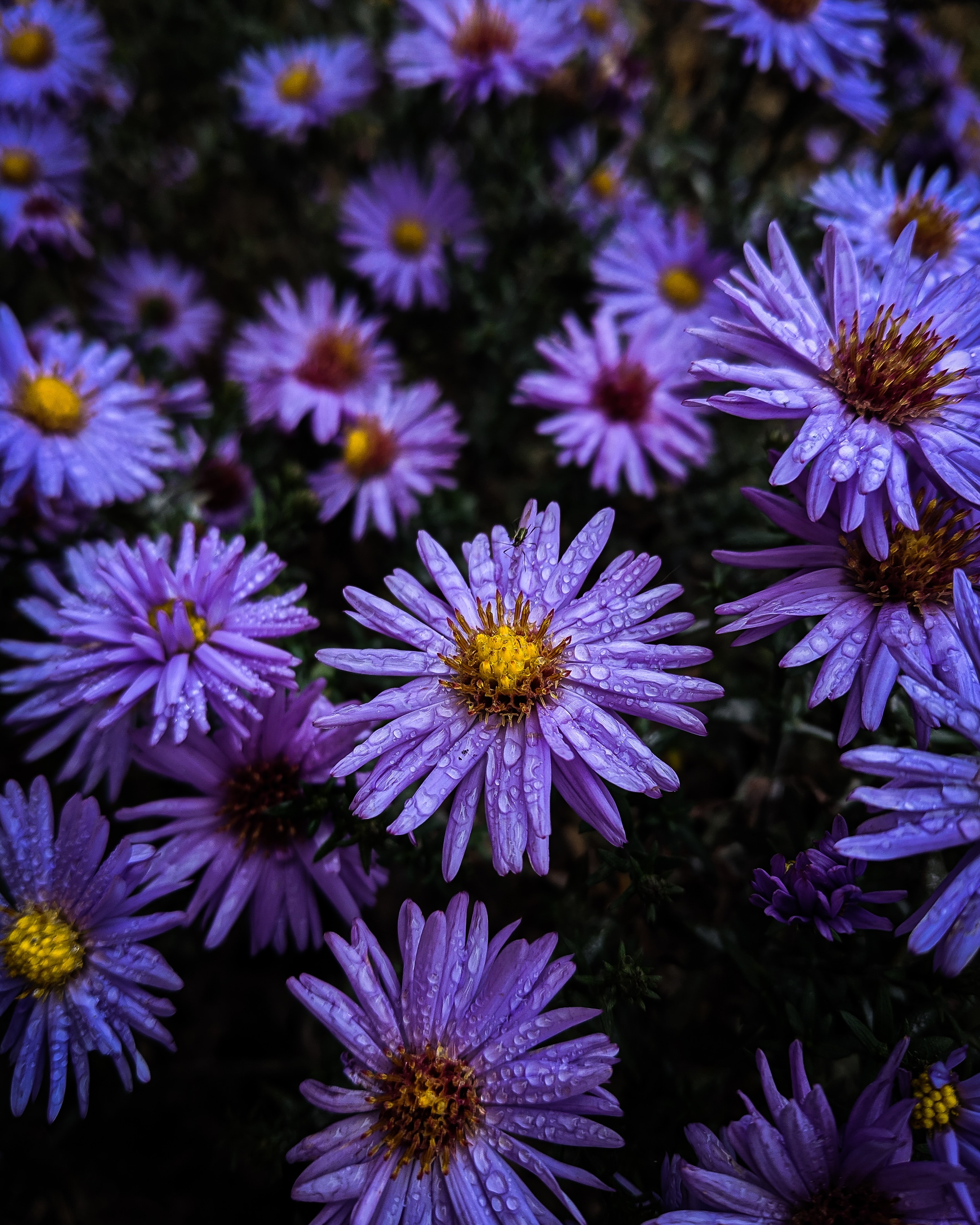 Free download wallpaper Dew, Drops, Purple, Violet, Flowers on your PC desktop
