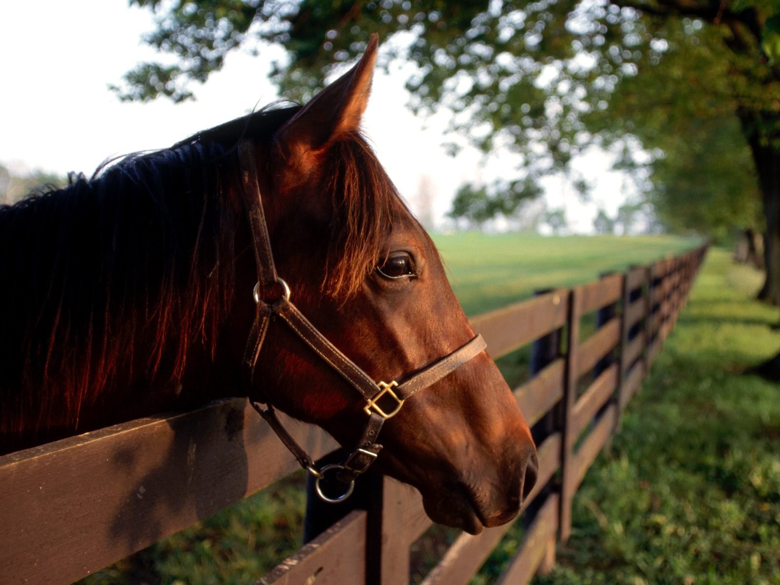 Descarga gratis la imagen Animales, Caballo en el escritorio de tu PC