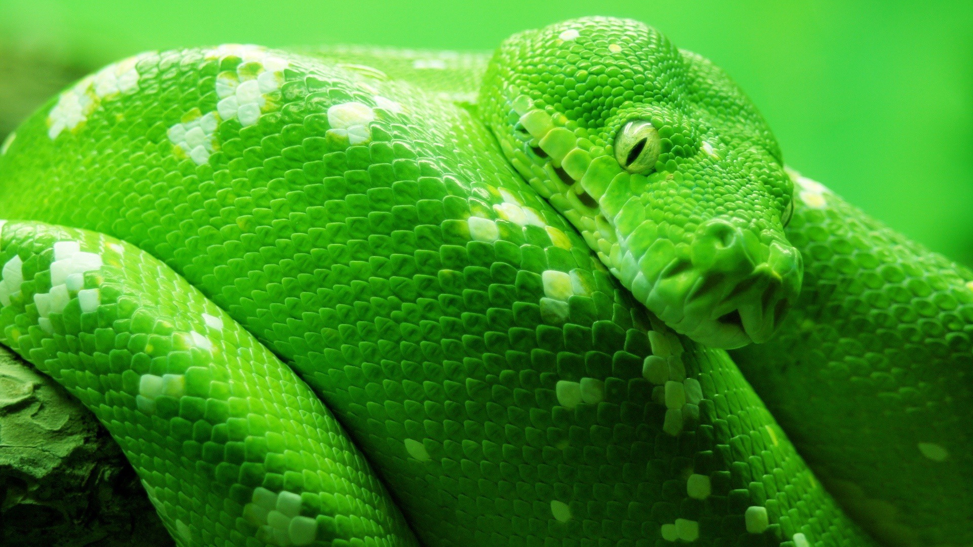 Download mobile wallpaper Animal, Snake for free.