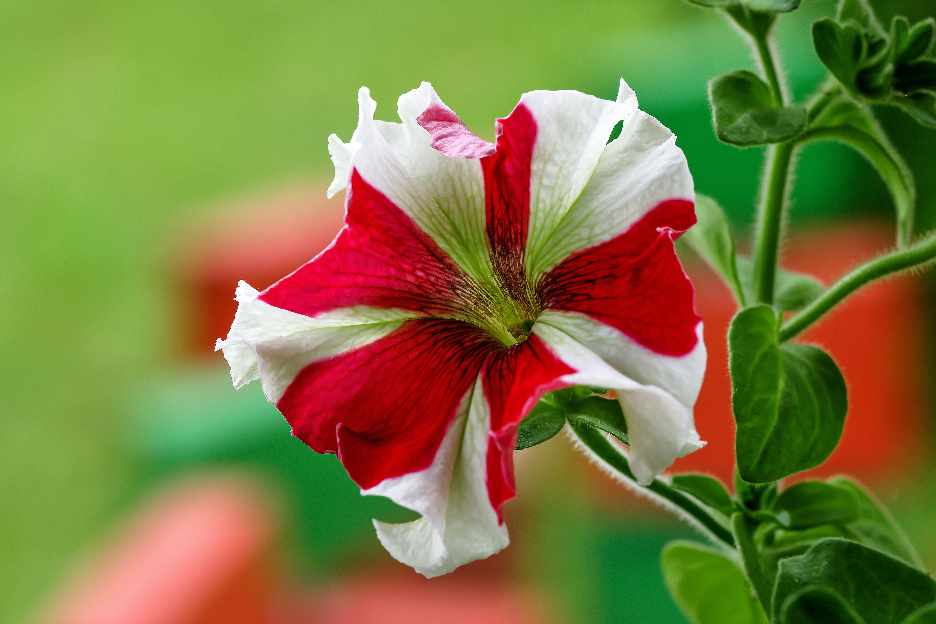 487343 descargar fondo de pantalla tierra/naturaleza, petunia, flor, flores: protectores de pantalla e imágenes gratis
