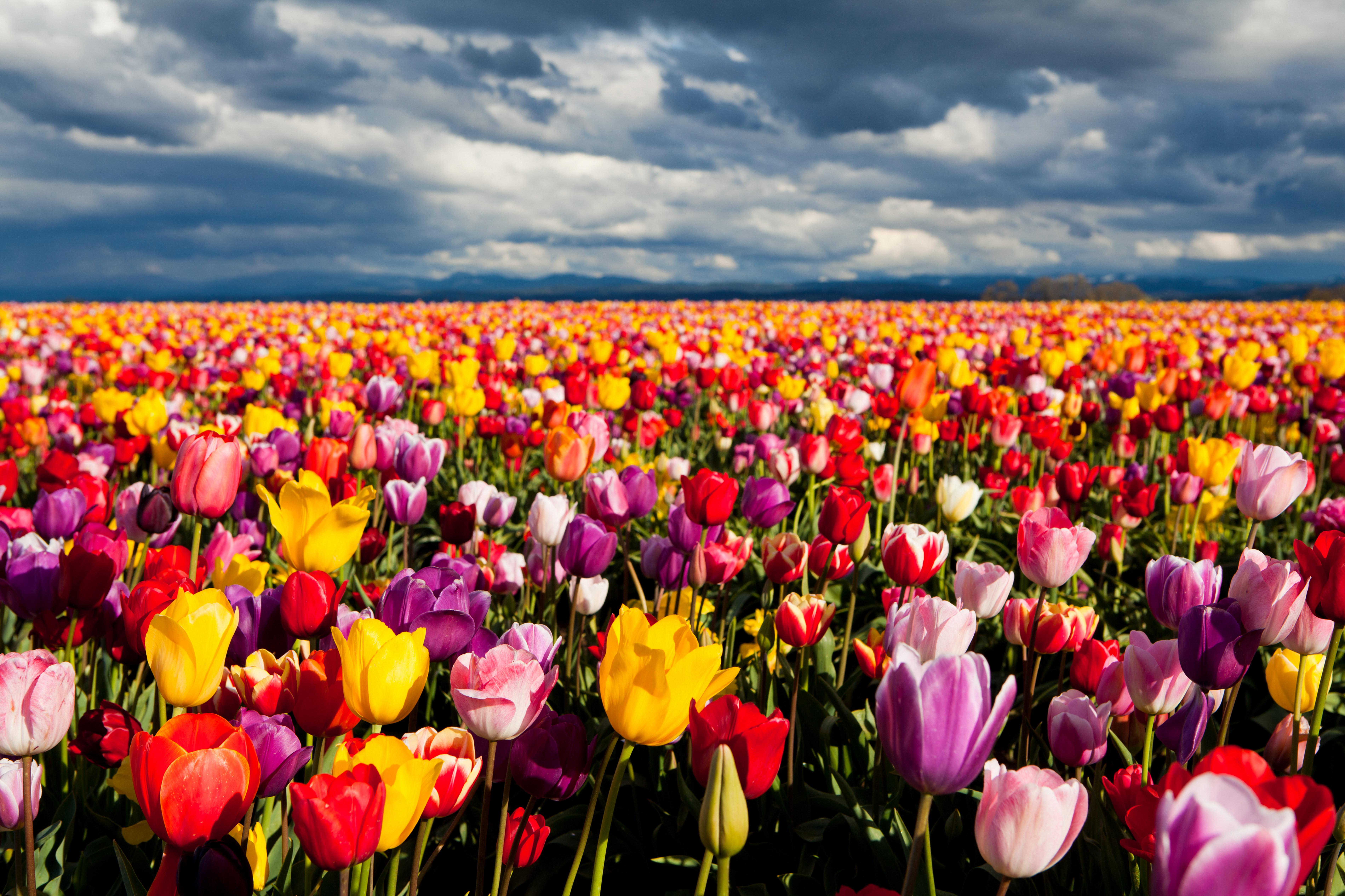 377190 descargar imagen tierra/naturaleza, tulipán, vistoso, campo, flor, paisaje, naturaleza, flores: fondos de pantalla y protectores de pantalla gratis