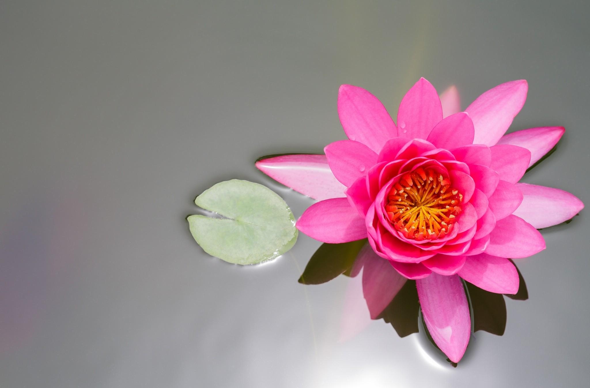 Download mobile wallpaper Smooth, Flowers, Surface, Water, Pink, Water Lily for free.