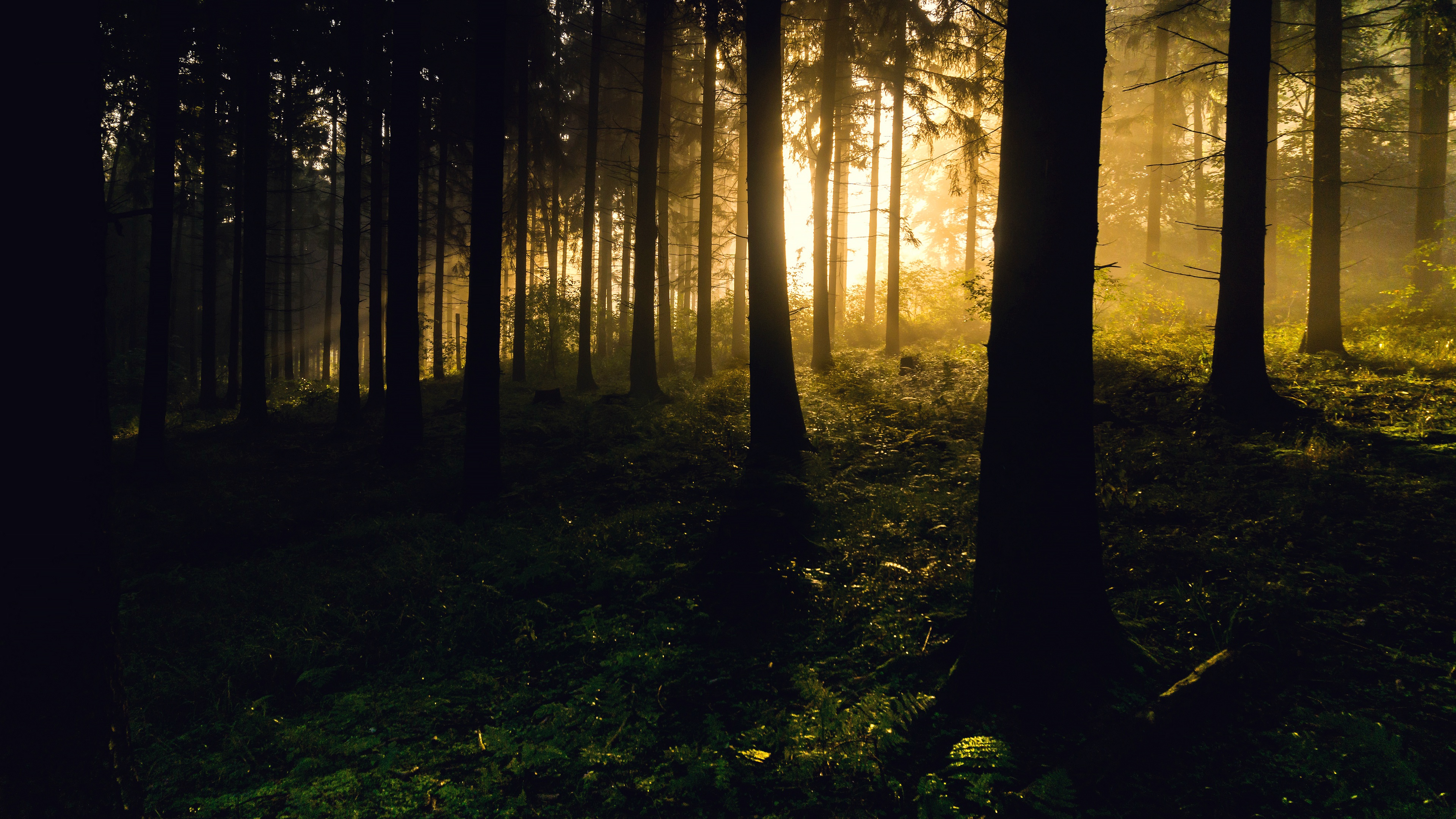 Laden Sie das Wald, Sonnenlicht, Erde/natur-Bild kostenlos auf Ihren PC-Desktop herunter